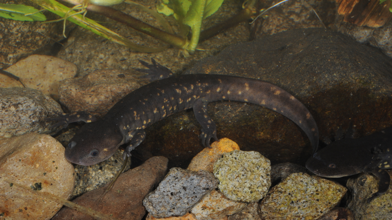 Ebenfalls zwar mit Metamorphose, aber auch dauerhaft im Wasser lebend: Ambystoma rivulare | Joachim Nerz
