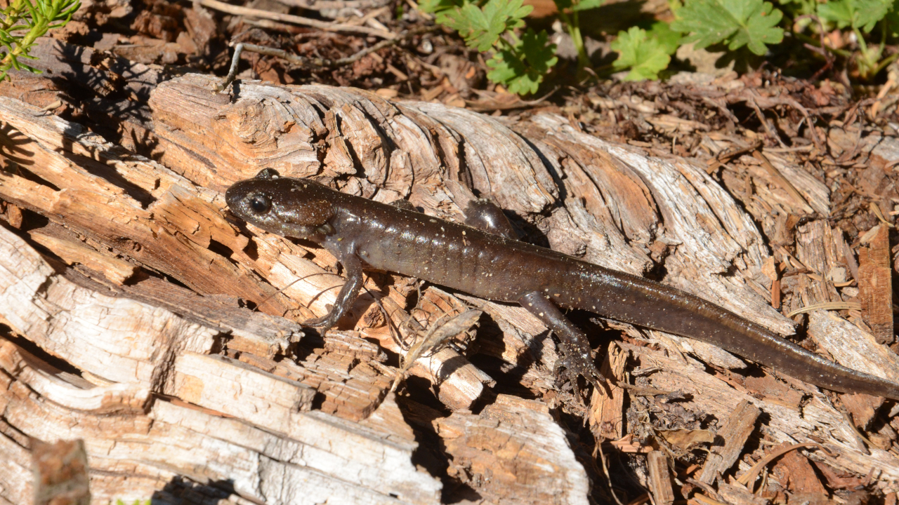 Vom Nordwestlichen Querzahnmolch (Ambystoma gracile) gibt es sowohl neotene Populationen als auch solche, bei denen die Erwachsenen die Metamorphose durchlaufen und an Land leben. | Heiko Werning