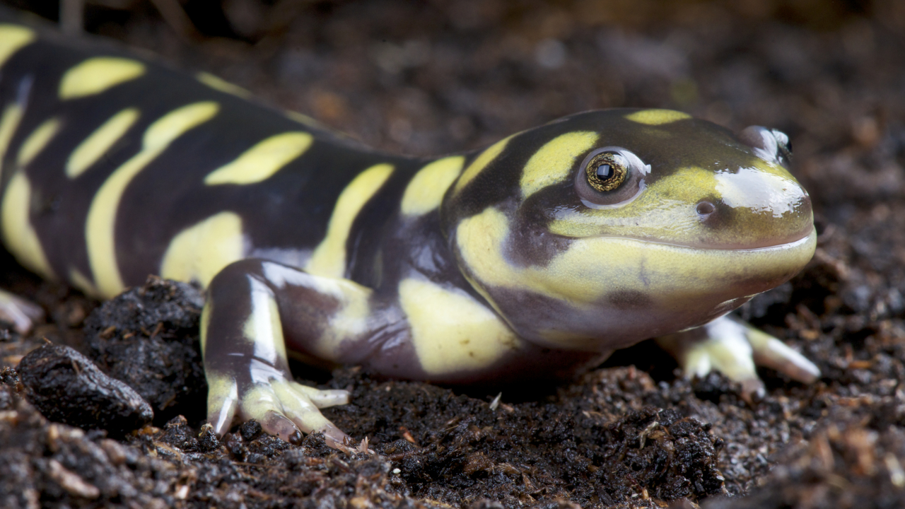 Normalerweise gehen die in Nordamerika weit verbreiteten Tigersalamander (Ambystoma tigrinum) nach einer Metamorphose an Land; es kommen aber auch immer wieder neotene Tiere vor. | reptiles4all/Shutterstock
