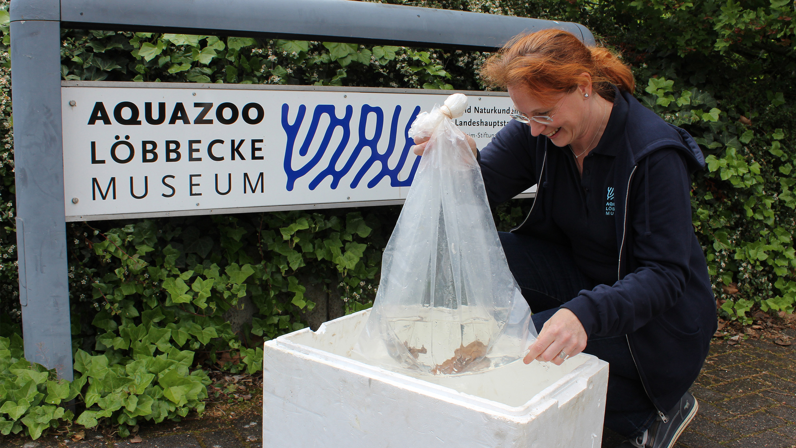 Sandra Honigs vom Düsseldorfer Aquazoo Löbbecke Museum bei der Ankunft der Titicaca-Riesenfrösche für die Erhaltungszucht in Deutschland | Aquazoo Löbbecke Museum