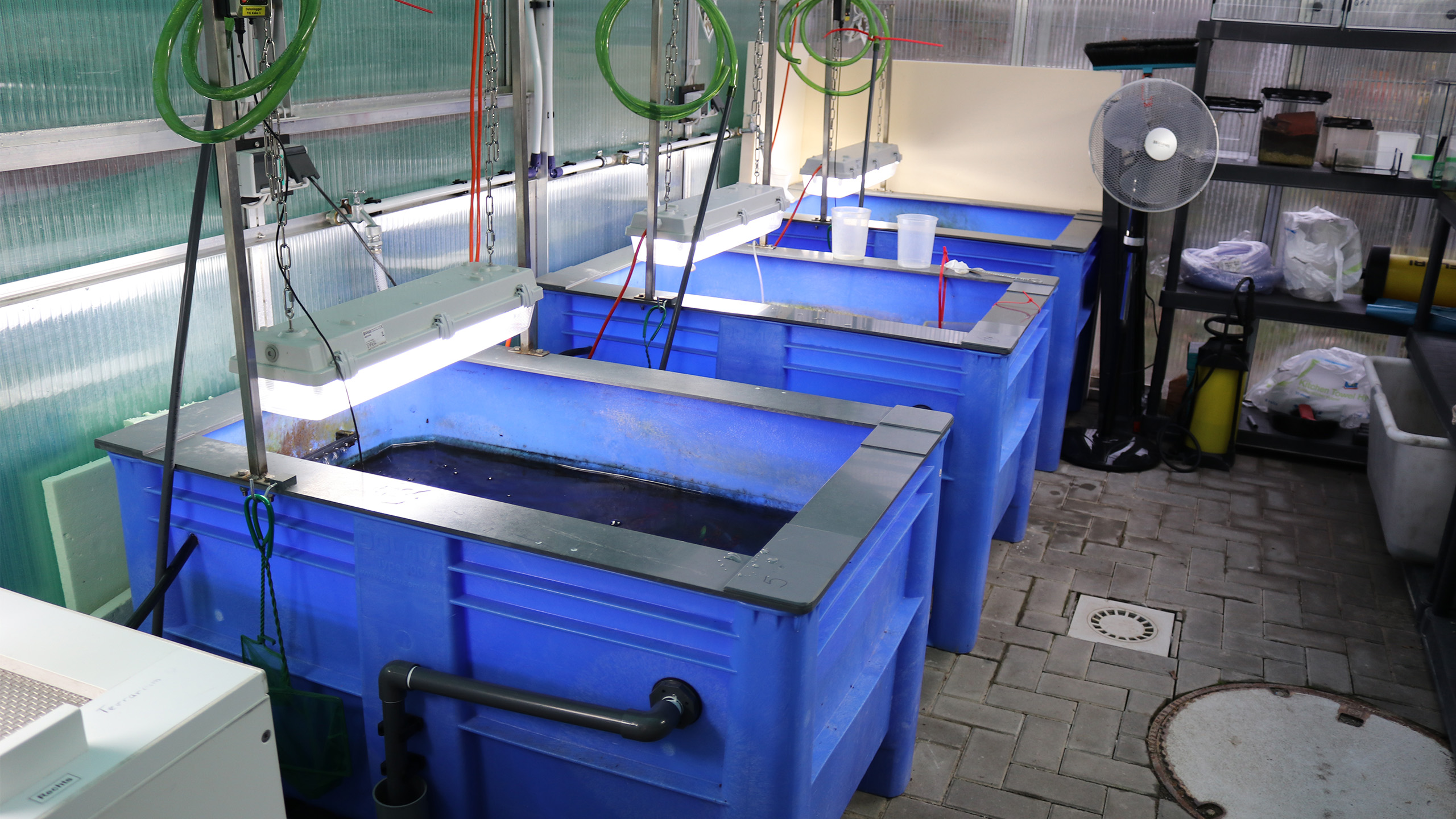 Drei Behälter für die Haltung der rein aquatischen Frösche in der Düsseldorfer Zuchtstation | Aquazoo Löbbecke Museum