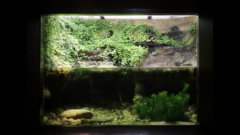 Das Aquarium für die Titicaca-Riesenfrösche in der Ausstellung des Aquazoo Löbbecke Museum | Aquazoo Löbbecke Museum