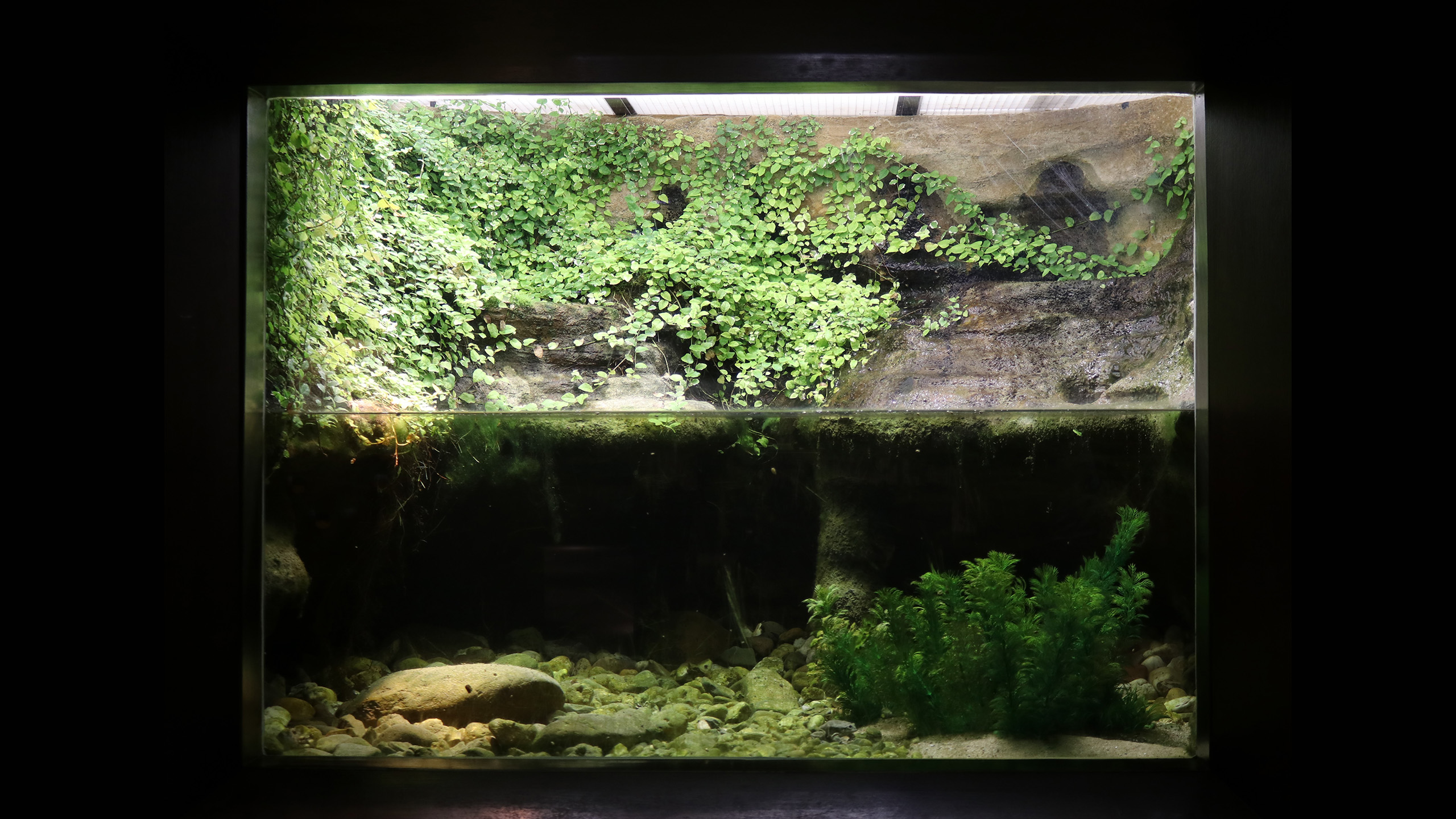 Das Aquarium für die Titicaca-Riesenfrösche in der Ausstellung des Aquazoo Löbbecke Museum | Aquazoo Löbbecke Museum