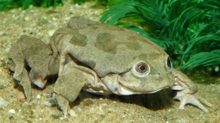 Ein Charakterfrosch – auch private Halter können helfen, Kapazitäten aufzubauen, um ihn für die Zukunft in vereinter Anstrengung zu erhalten. | Aquazoo Löbbecke Museum