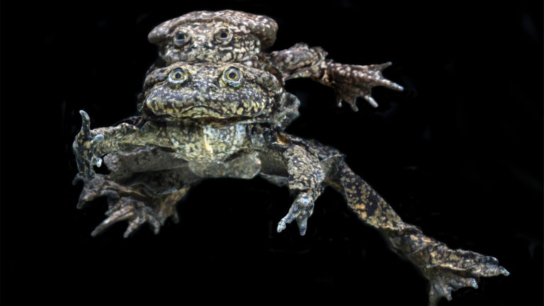 Telmatobius culeus im Amplexus in der Zuchtstation des K'ayra Center, Bolivien | D. Alarcón, D. Grunbaum, Museo d' Orbigny