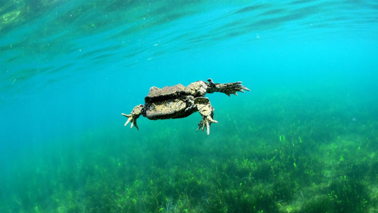 Titicaca-Frosch im Titicaca-See | Arturo Muñoz-Saravia
