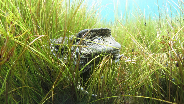 Titicaca-Riesenfrosch: Im See zwischen Wasserpflanzen findet er Schutz. Die deutlich große Rückenhaut überlappt den Körper und ist gut zu erkennen. | Arturo Muñoz-Saravia