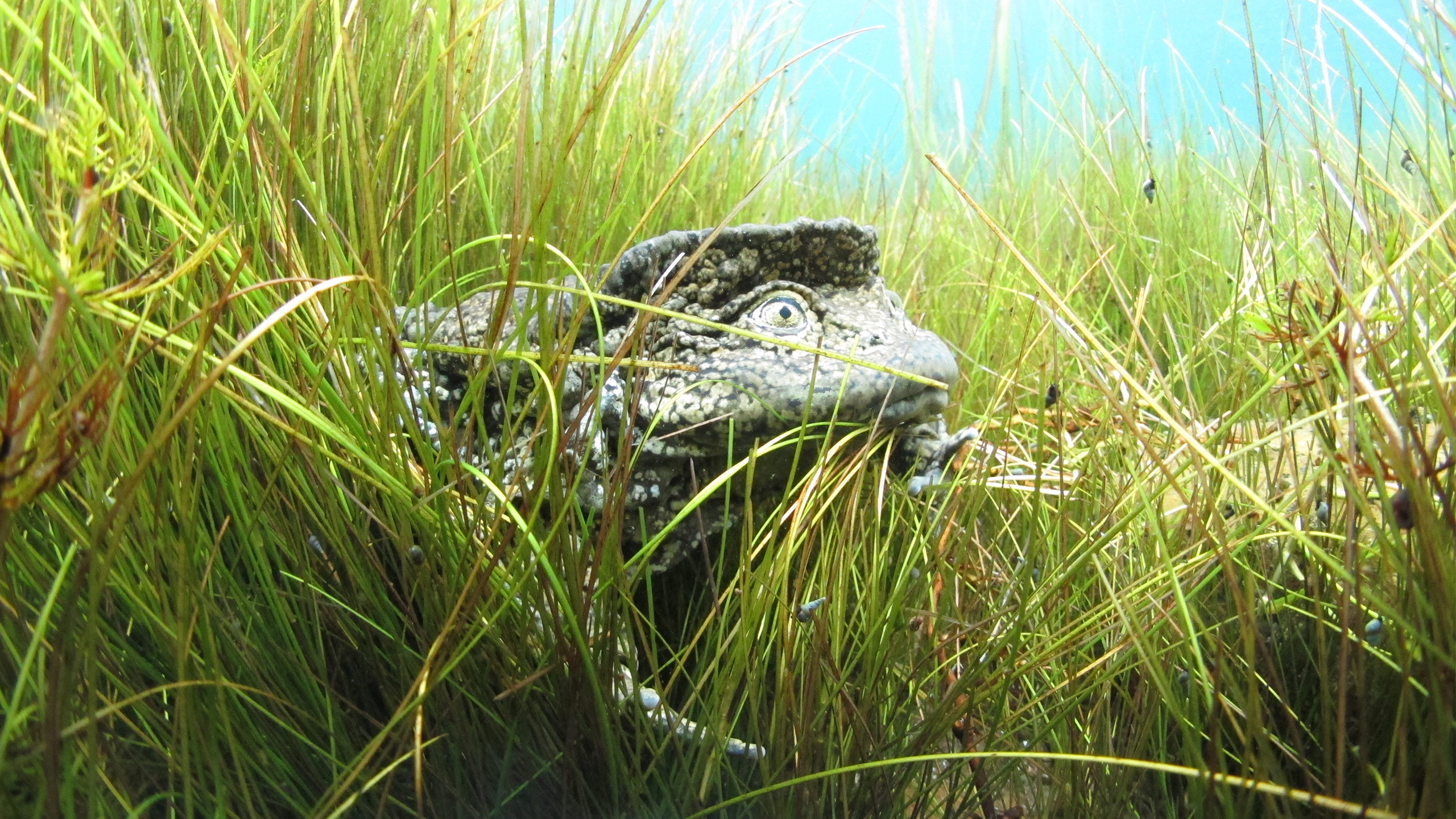 Titicaca-Riesenfrosch: Im See zwischen Wasserpflanzen findet er Schutz. Die deutlich große Rückenhaut überlappt den Körper und ist gut zu erkennen. | Arturo Muñoz-Saravia