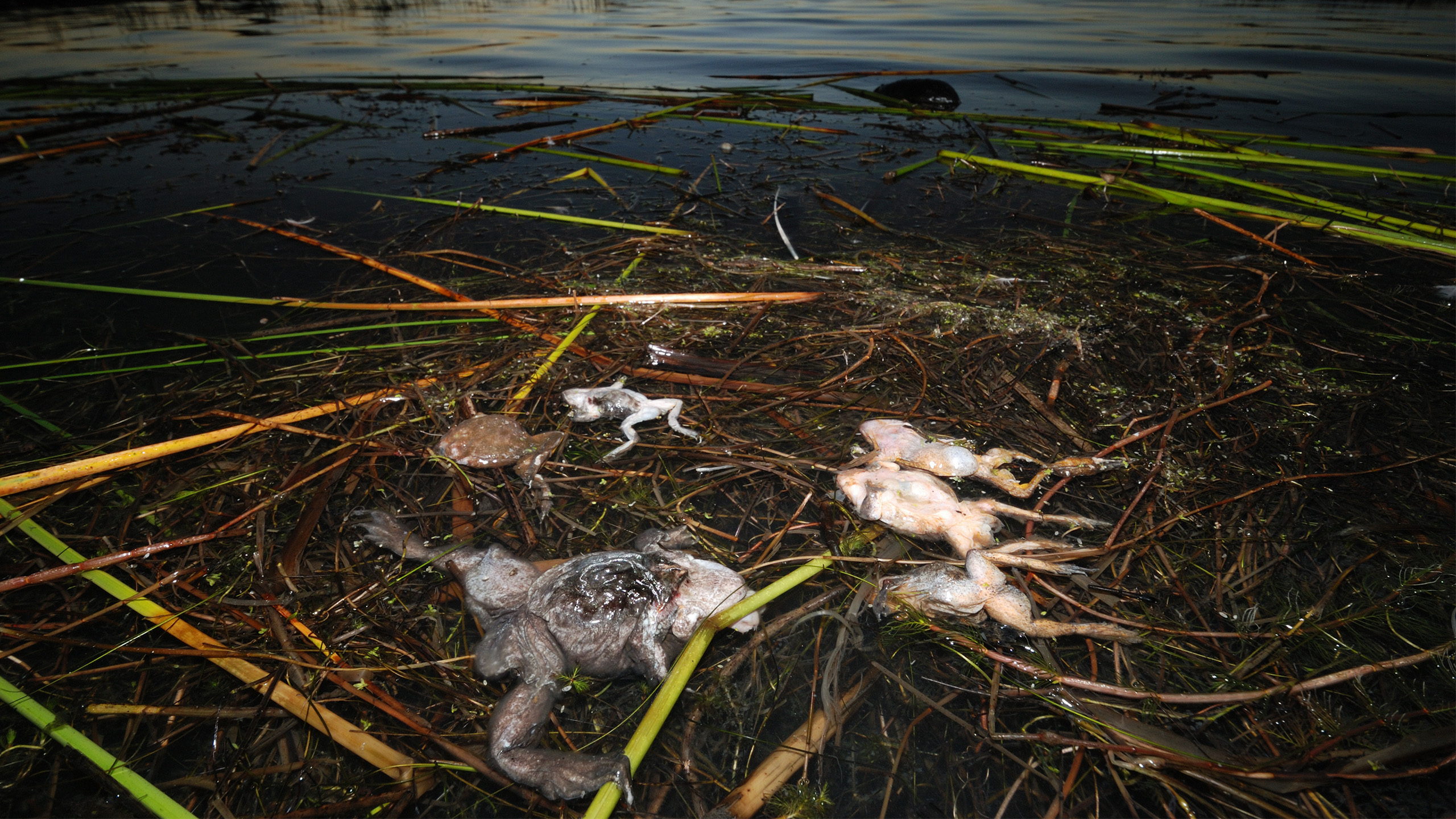 Schauriger Anblick: Massensterben am Titicaca-See | Arturo Muñoz-Saravia