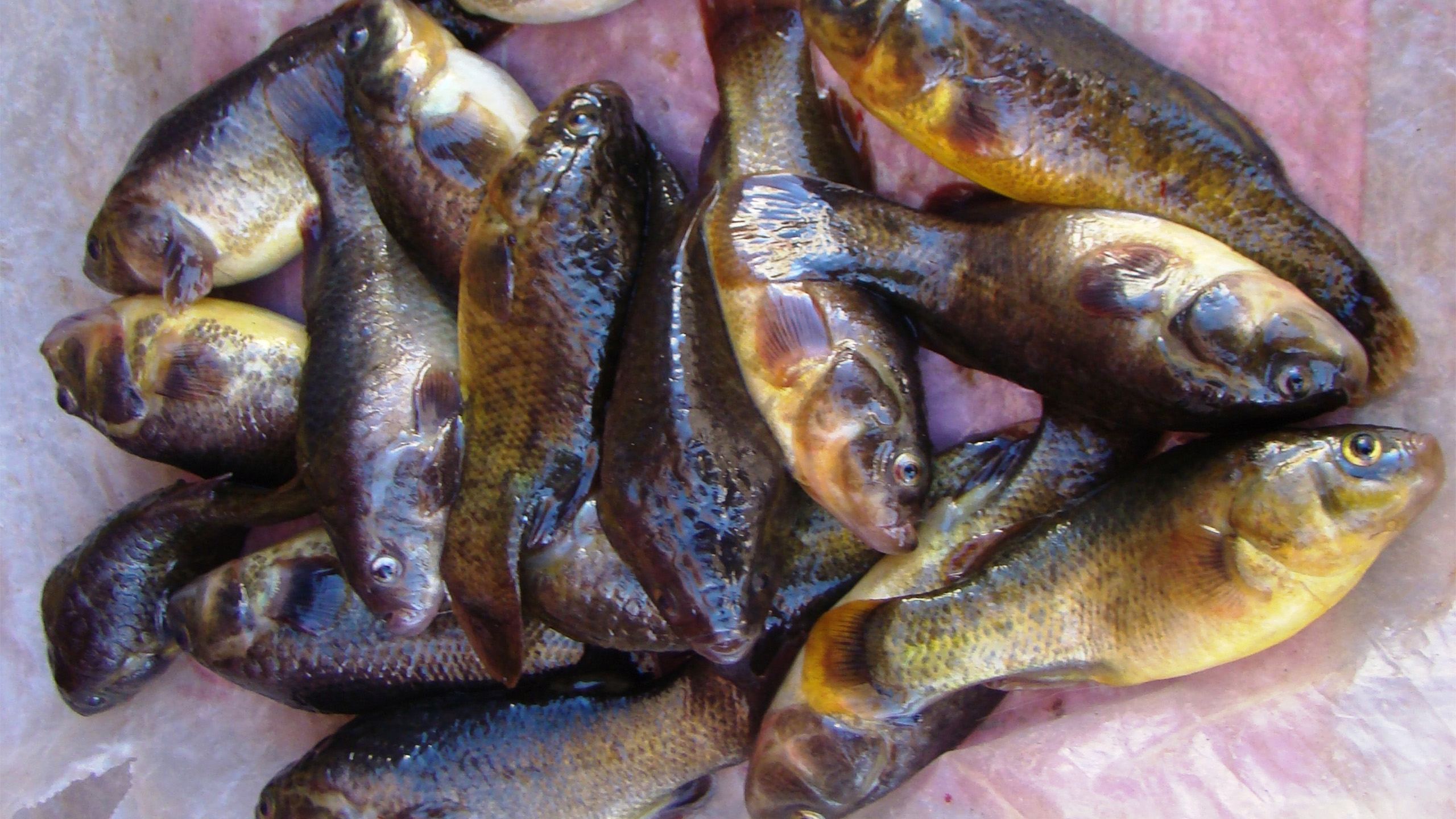 Hoch bedroht sind auch mehrere nur im Titicaca-Becken vorkommende Andenkärpflinge, wie etwa Orestias luteus. | Stefan Ziemendorff, Shutterstock