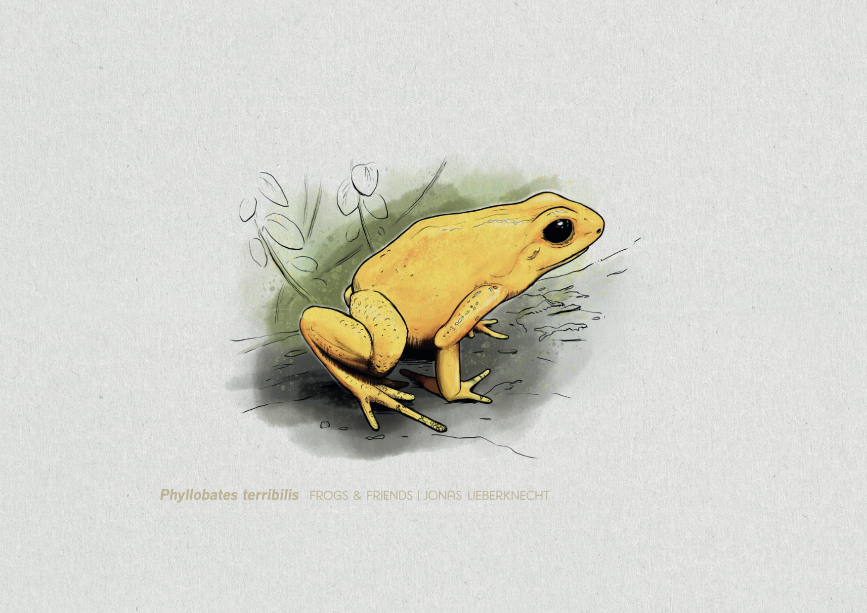 Nr. 14: Der Schreckliche Pfeilgiftfrosch (Phyllobates terribilis) | Jonas Lieberknecht(A6 Postkartenformat in Passepartout)