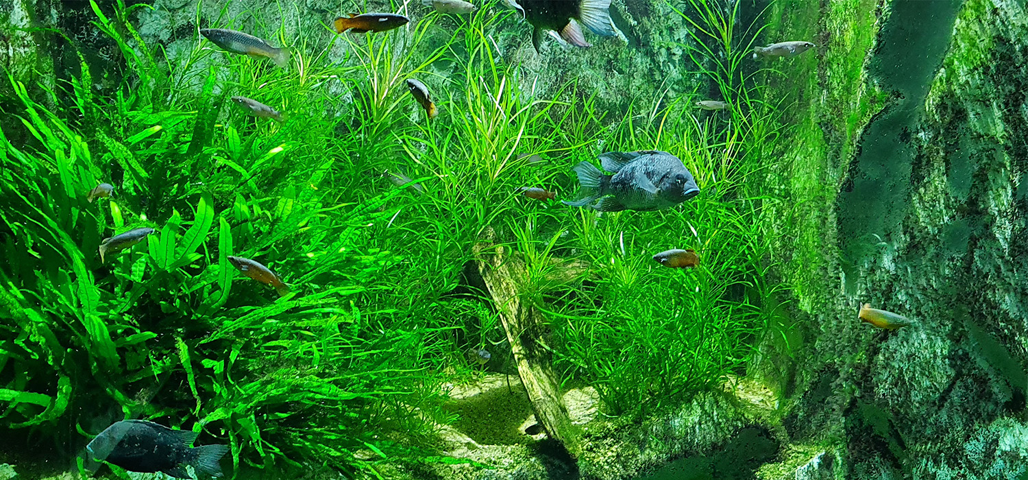 Basisinformationen-bearbeitet_Nosy-be