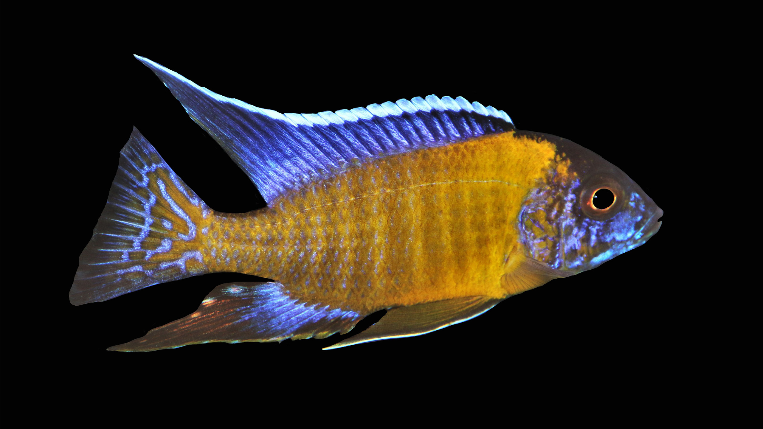 Der Feen-Kaiserbuntbarsch (Aulonocara jacobfreibergi) aus dem Malawi-See | Arunee Rodloy, Shutterstock