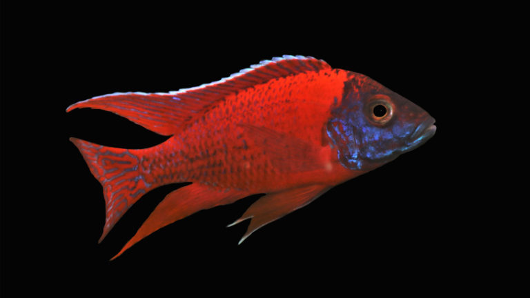 Um sich von den vielen anderen Chichliden im Malawi-See abzugrenzen, treten die Buntbarsche in den erstaunlichsten Farben auf, wie dieser Rote Pfauen-Buntbarsch (Aulonocara stuartgranti). | Arunee Rodloy, Shutterstock