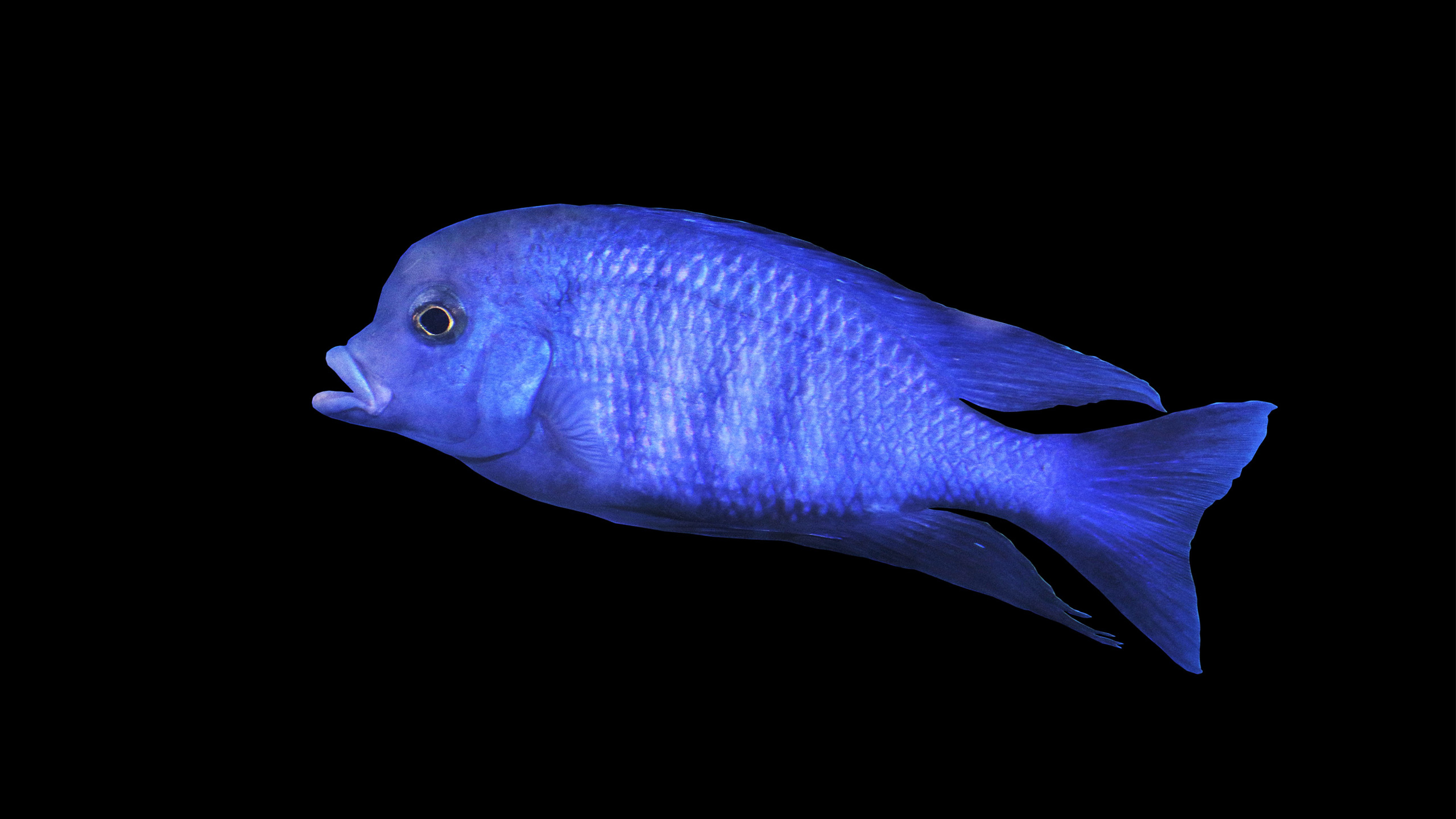 Der Malawi-Buckelkopf (Cyrtocara moorii) brütet seine Eier im Maul aus. | Arunee Rodloy, Shutterstock