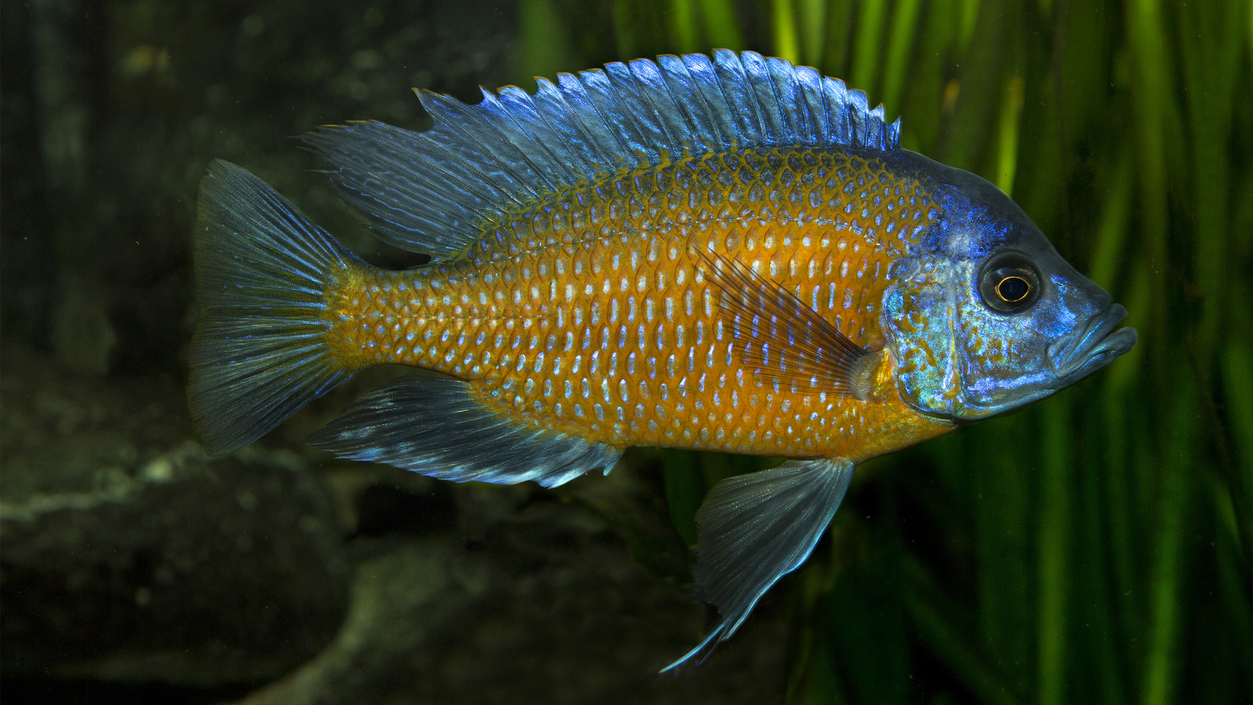 Zum Ablaichen bauen die Männchen der Kadango-Chichlide (Copadichromis borleyi) kleine Sandtrichter auf Felsen. | Podolnaya Elena, Shutterstock
