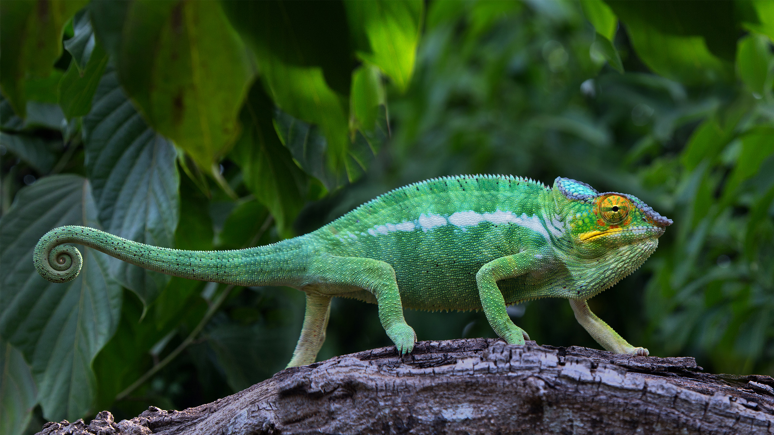 Das Pantherchamäleon (Furcifer pardalis) hat auf Nosy Be eine eigene Farbform entwickelt. | Sergey Podlesnov, Shutterstock
