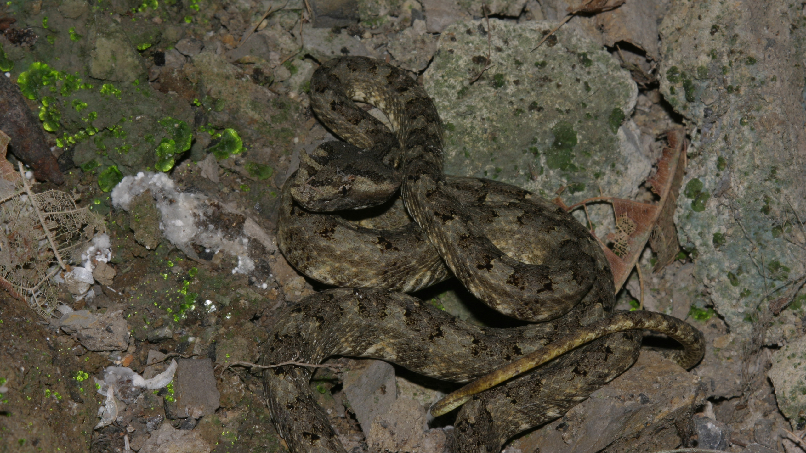 The Horned pit viper (Protobothrops cornutus) also lives in the remnant forests of northern Vietnam. | Thomas Ziegler
