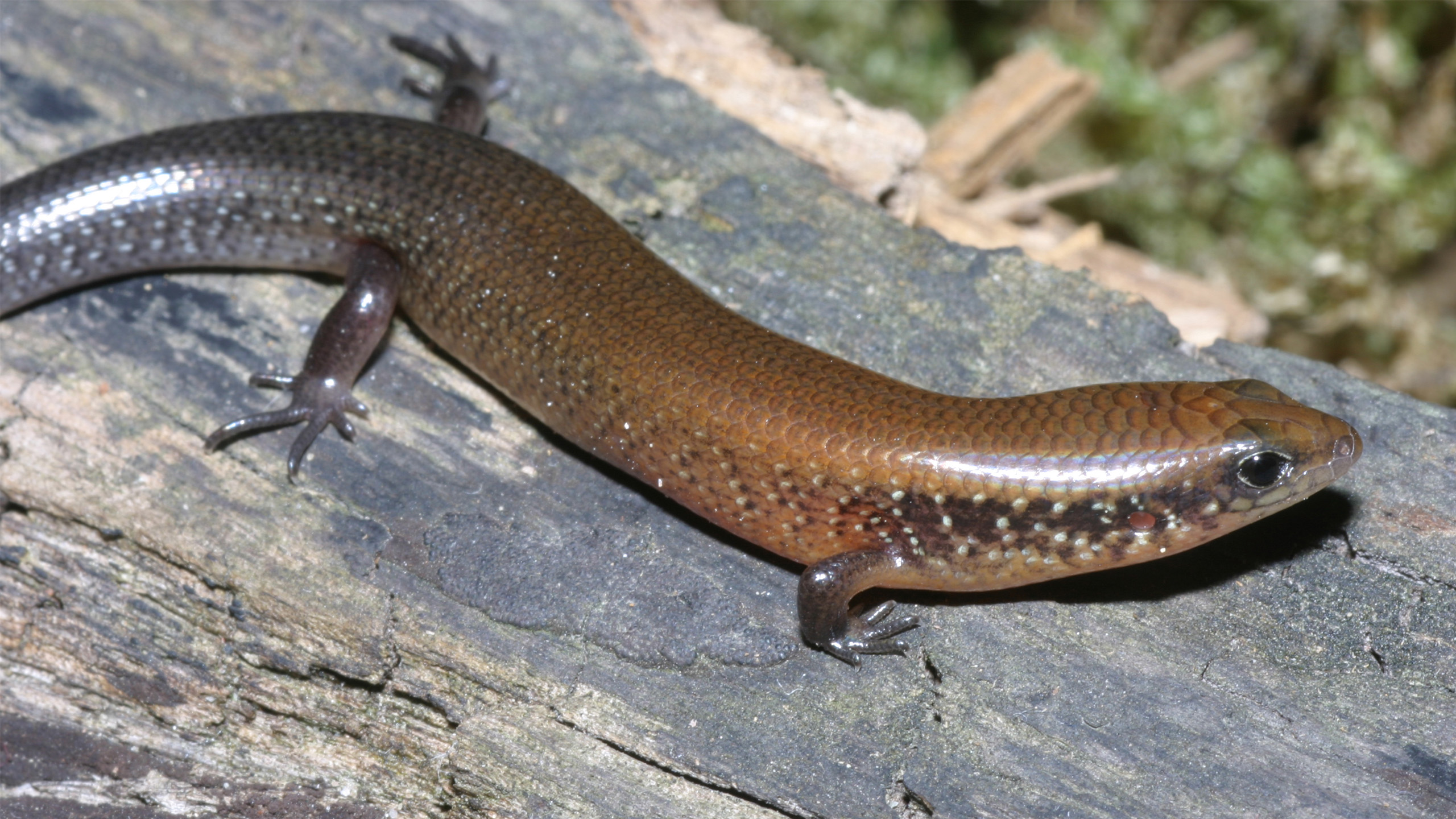 The skink Ateuchosaurus chinensis also occurs in the same range as Ziegler's crocodile newt, but prefers drier areas. | Thomas Ziegler