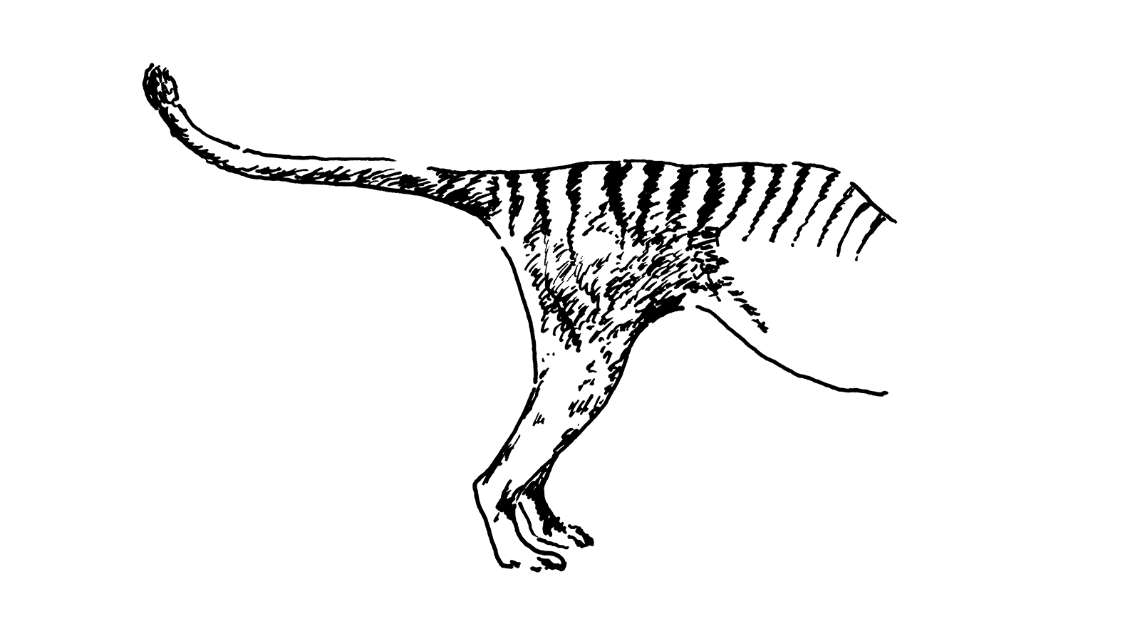 Patronin des Beutelwolfs: Almut Feller Vignette | Lisa Neuhalfen