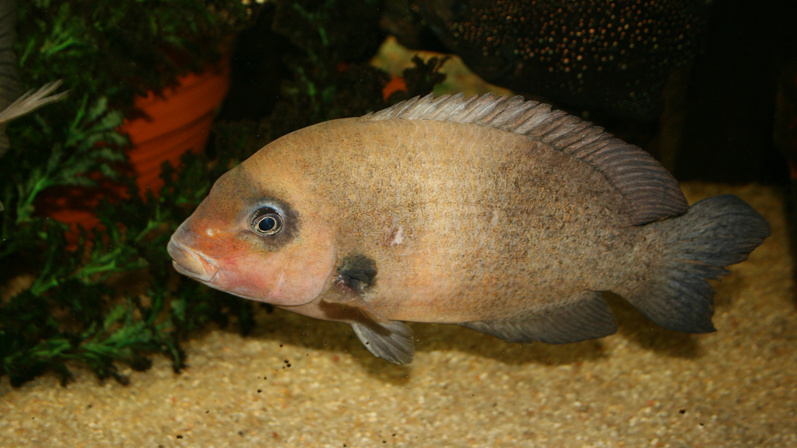 Paretroplus damii ist ein gefährdeter Buntbarsch aus Nordmadagaskar. | Piotr Korzeniowski