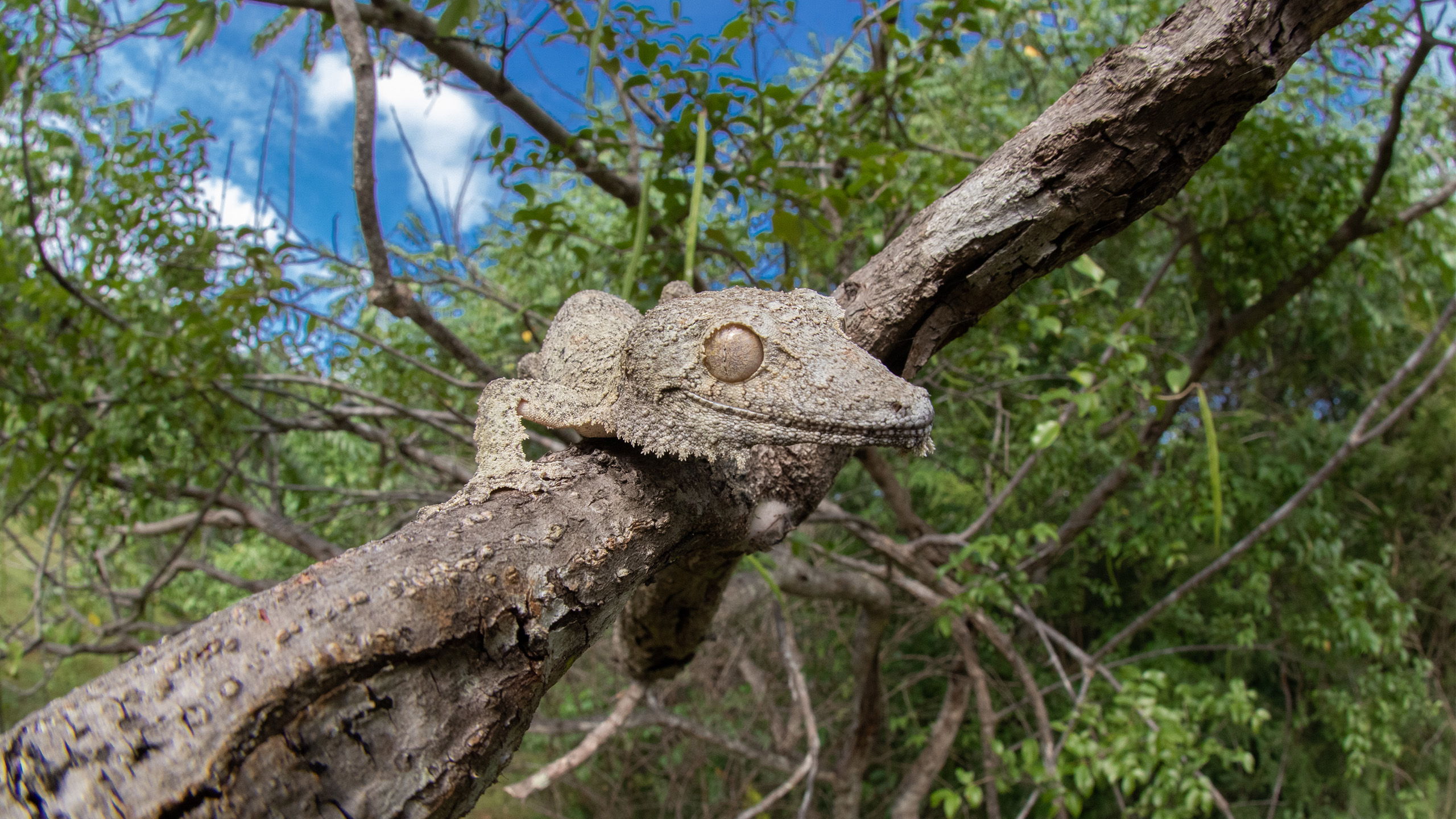 Der natürliche Lebensraum des Blattschwanzgecko Uroplatus henkeli, heimisch auf Nosy Be und dem nordwestlichen Festlands Madagaskars, ist durch das Abholzen der madagassischen Wälder bedroht. | Dr. Alexandra Laube