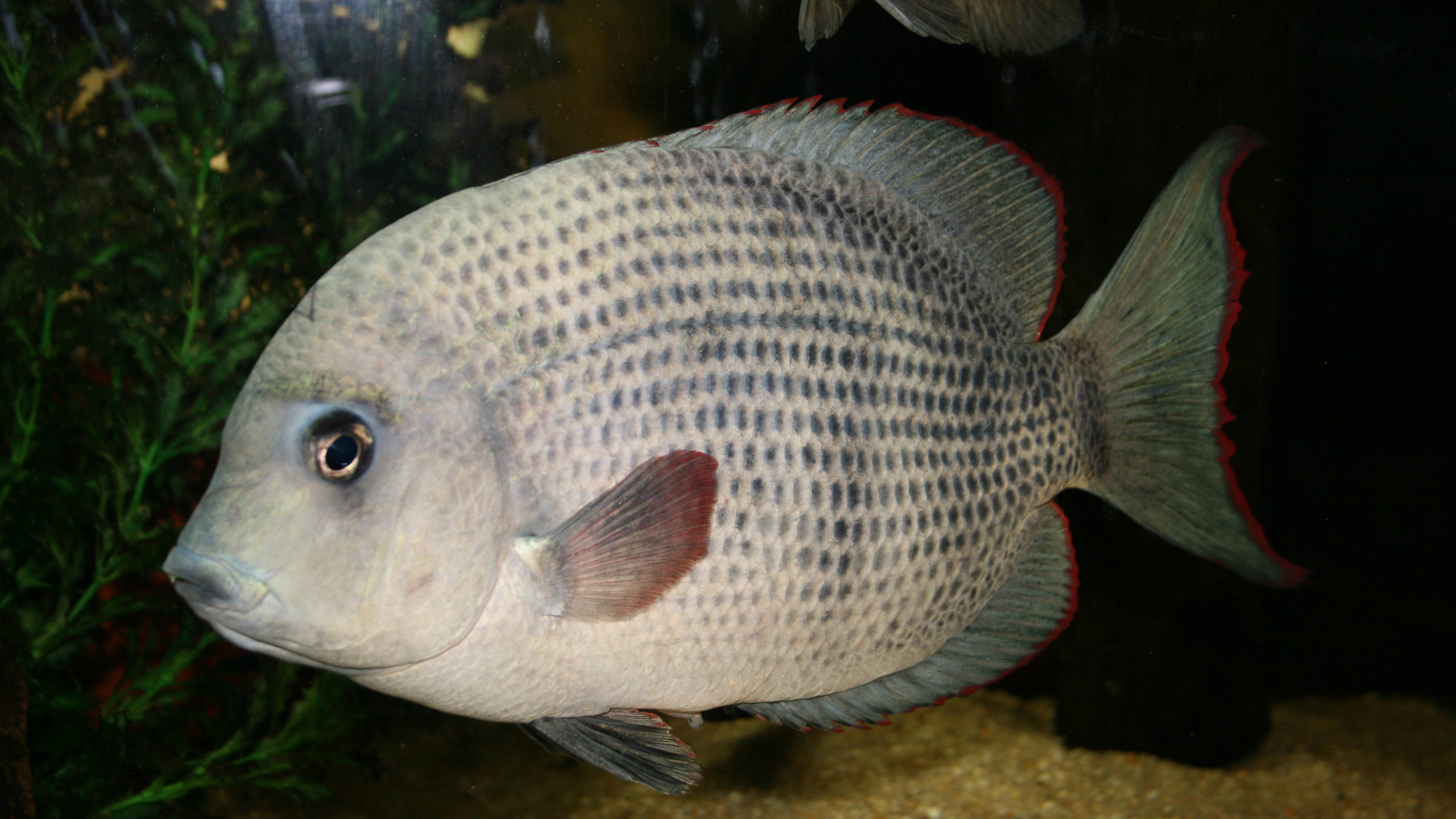 Ebenfalls „vom Aussterben bedroht“: der Menarambo-Buntbarsch (Paretroplus menarambo) | Piotr Korzeniowski