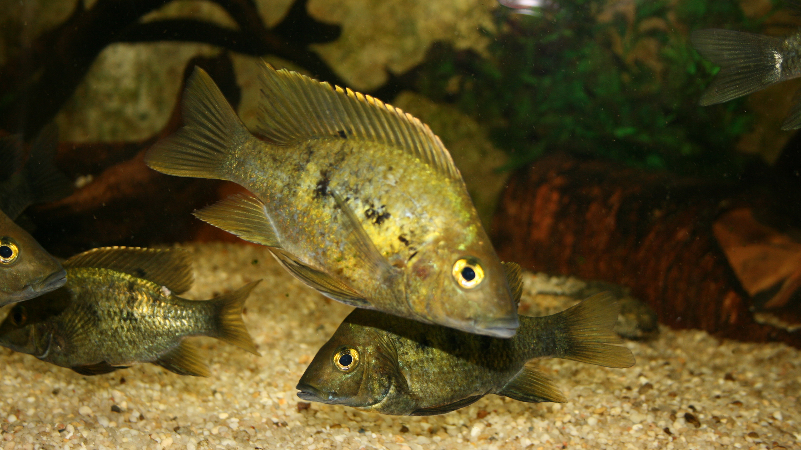 Grandidiers Madagaskar-Buntbarasch (Ptychochromis grandidieri) gehört zur Minderheit der noch nicht gefährdeten Süßwasserfische Madagaskars. | Piotr Korzeniowski