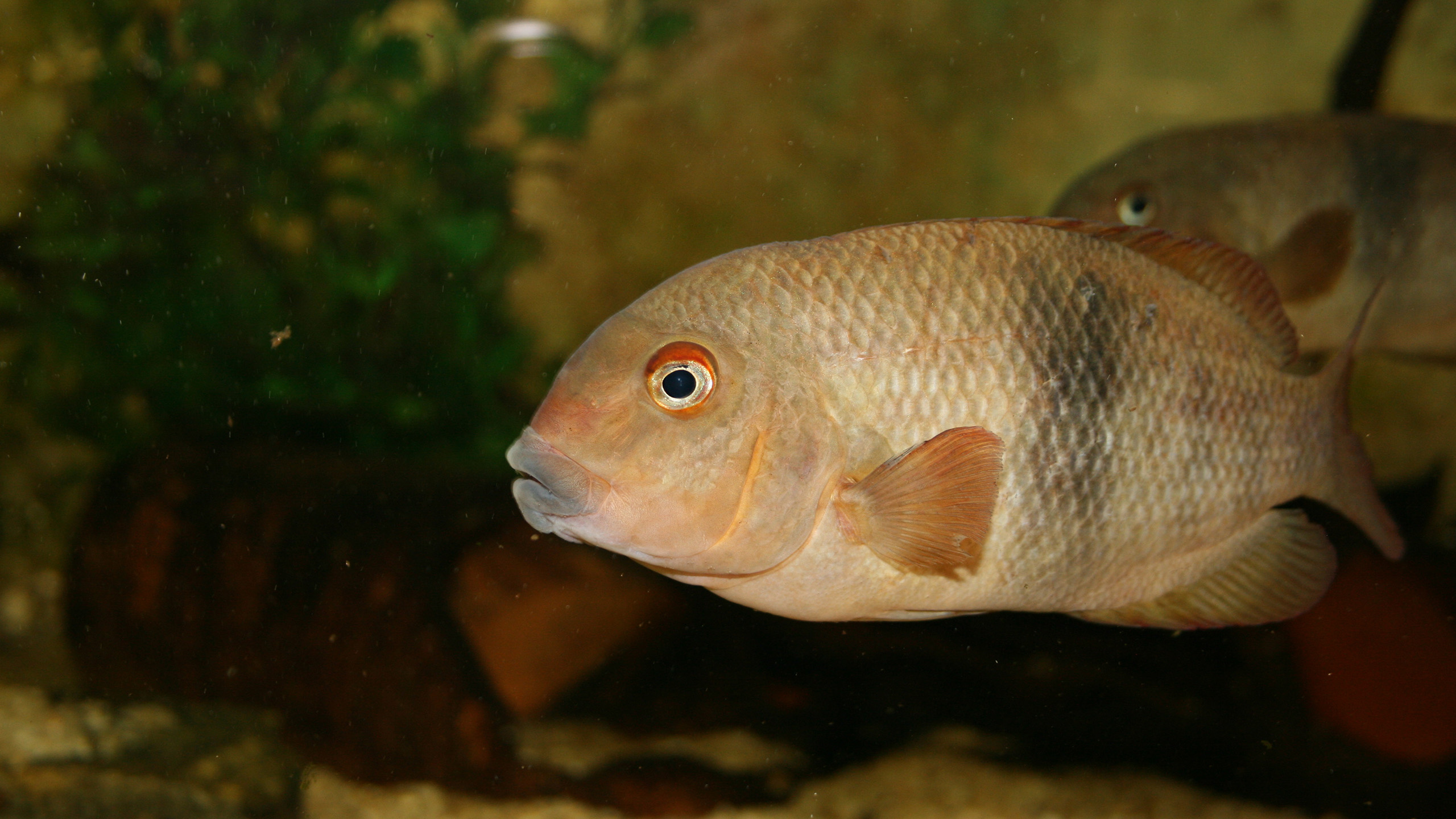 Paretroplus nourissati gilt als stark gefährdet | Piotr Korzeniowski