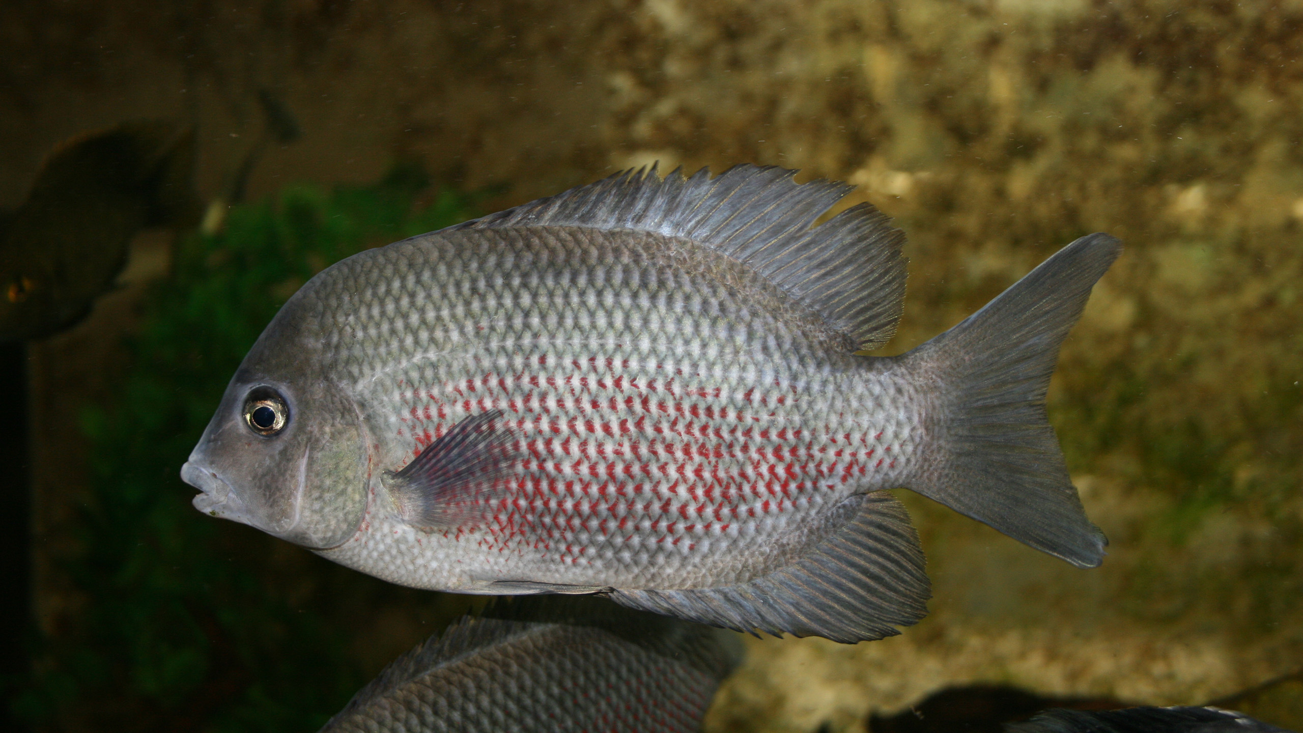Paretroplus dambabe aus dem Nordwesten Madagaskars ist „vom Aussterben bedroht“. | Piotr Korzeniowski