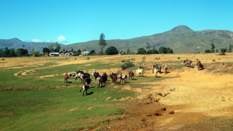 Auch um Weideland zu gewinnen, wird Wald abgeholzt. Die dünnen tropischen Böden erodieren dann allerdings in wenigen Jahren. | T-I/Shutterstock