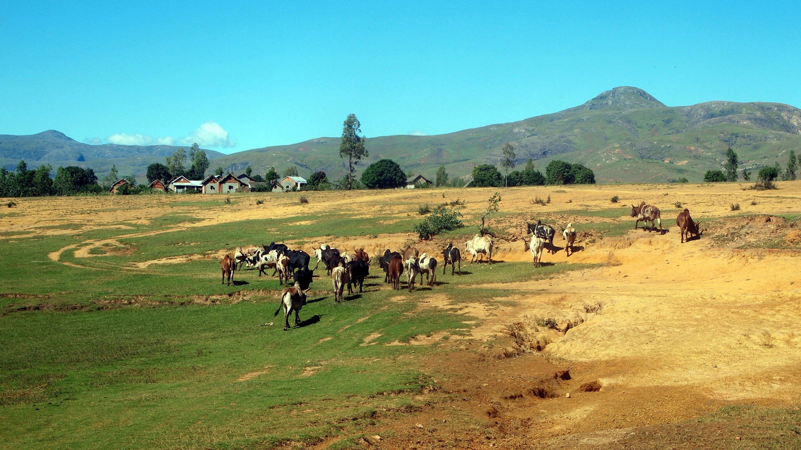 Auch um Weideland zu gewinnen, wird Wald abgeholzt. Die dünnen tropischen Böden erodieren dann allerdings in wenigen Jahren. | T-I/Shutterstock