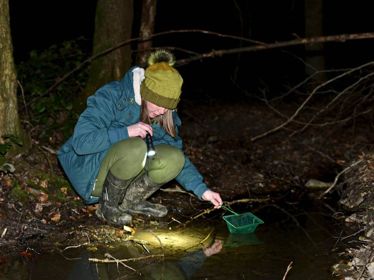 Noch kann man den Feuersalamander und seine Larven an vielen Orten in Deutschland finden. Wie lange das noch der Fall sein wird ist jedoch leider ungewiss. | Benny Trapp