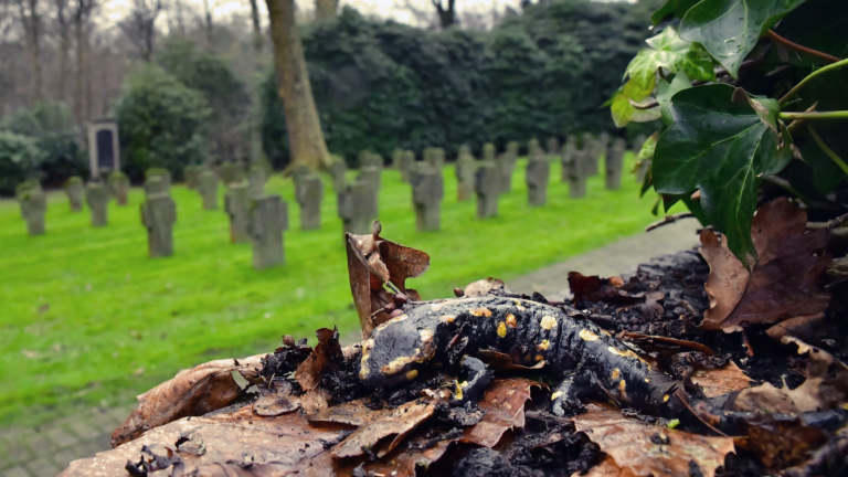 Symbolträchtig: an Bsal verendeter Feuersalamander auf dem Essener Südwestfriedhof | Miguel Vences