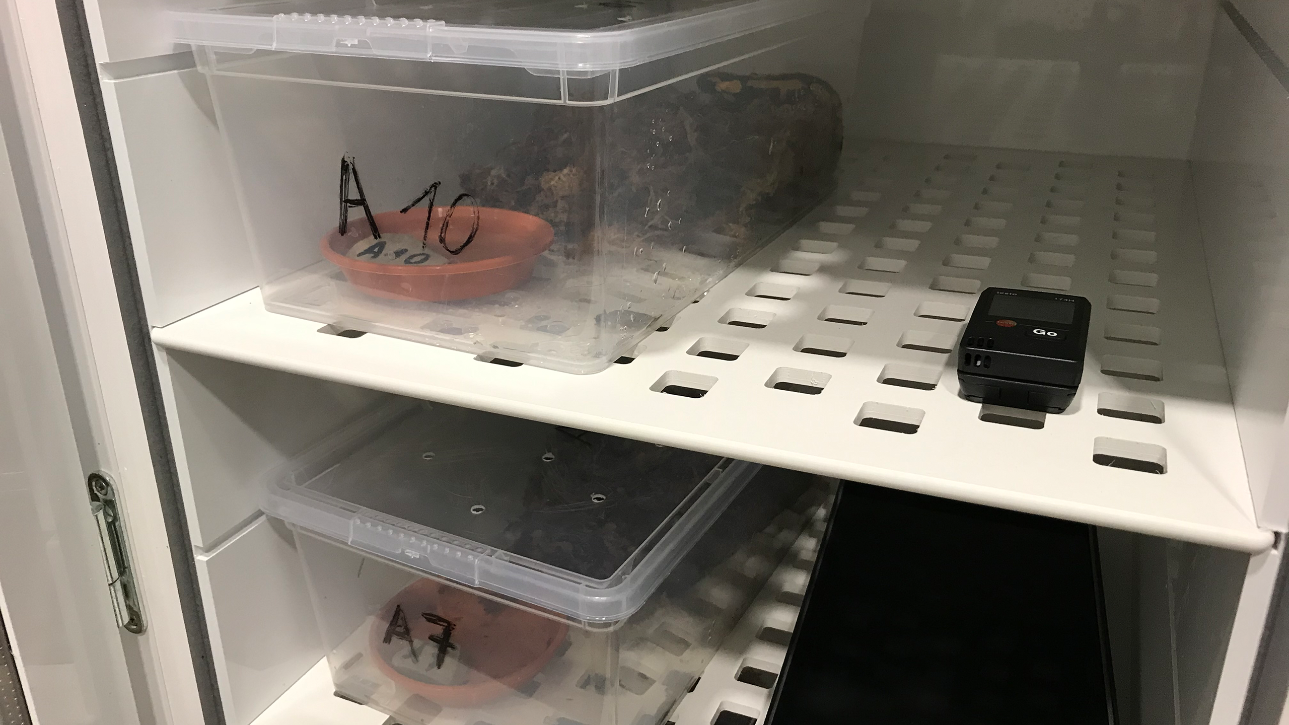 In der Natur gibt es keine Hoffnung mehr für mit Bsal befallene Feuersalamander. In menschlicher Obhut können die Tiere mit einer Wärmebehandlung häufig gerettet werden, wie hier im Tiergarten Nürnberg. | Jörg Beckmann, Tiergarten Nürnberg