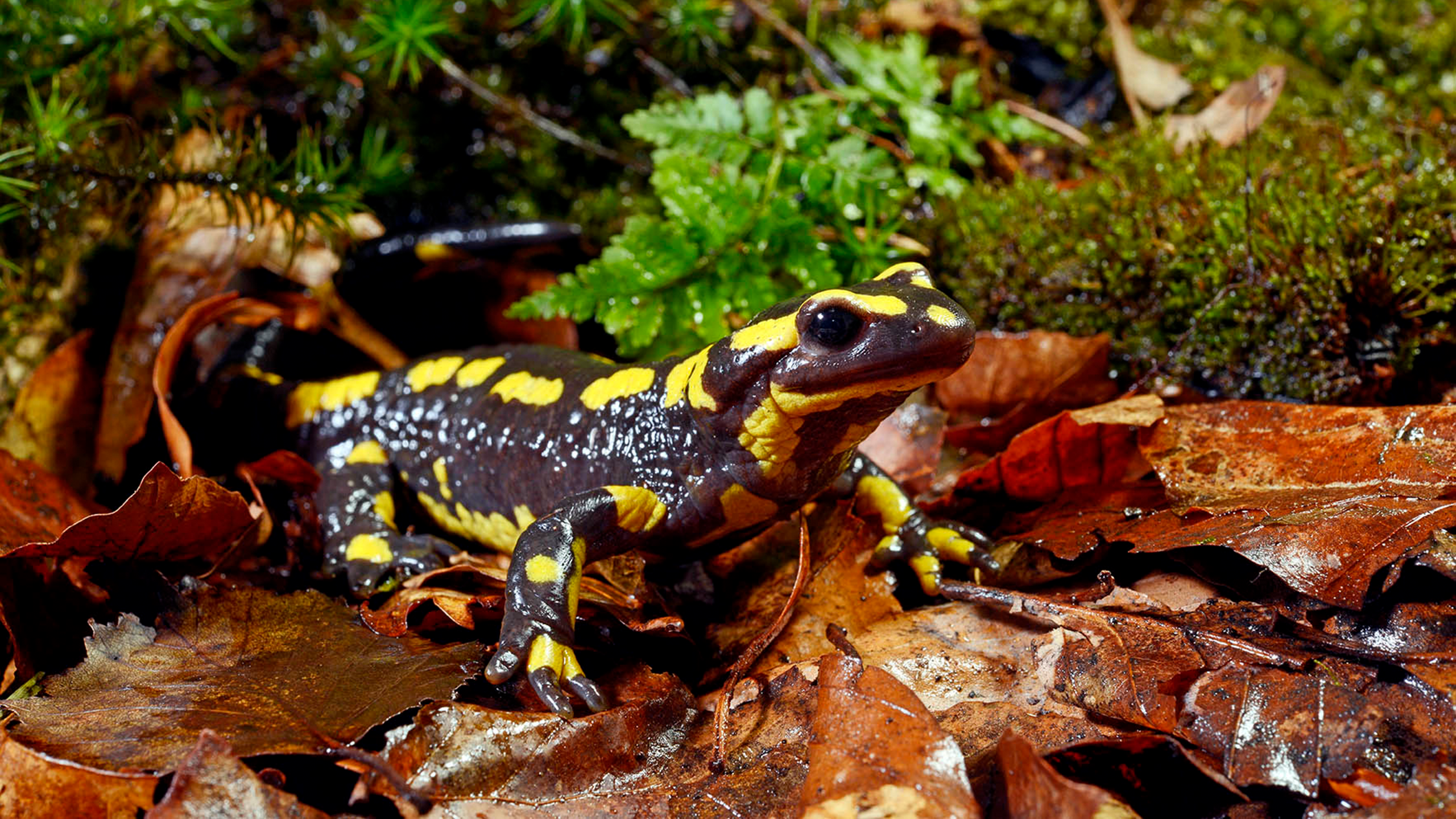 ... und ein weiteres Tier: Die Tiere sind an ihren gelben Flecken und Streifen sicher zu unterscheiden, wie beim Fingerabdruck eines Menschen. | Benny Trapp