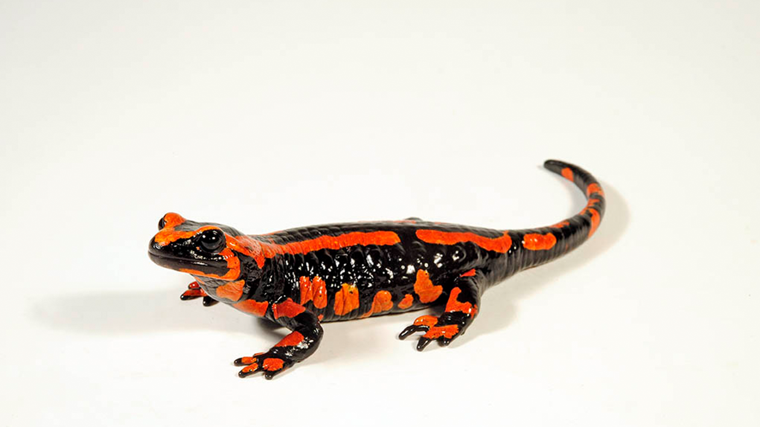 Selbst rote Salamandra s. terrestris kommen gelegentlich regional gehäuft in der Natur vor. | Benny Trapp