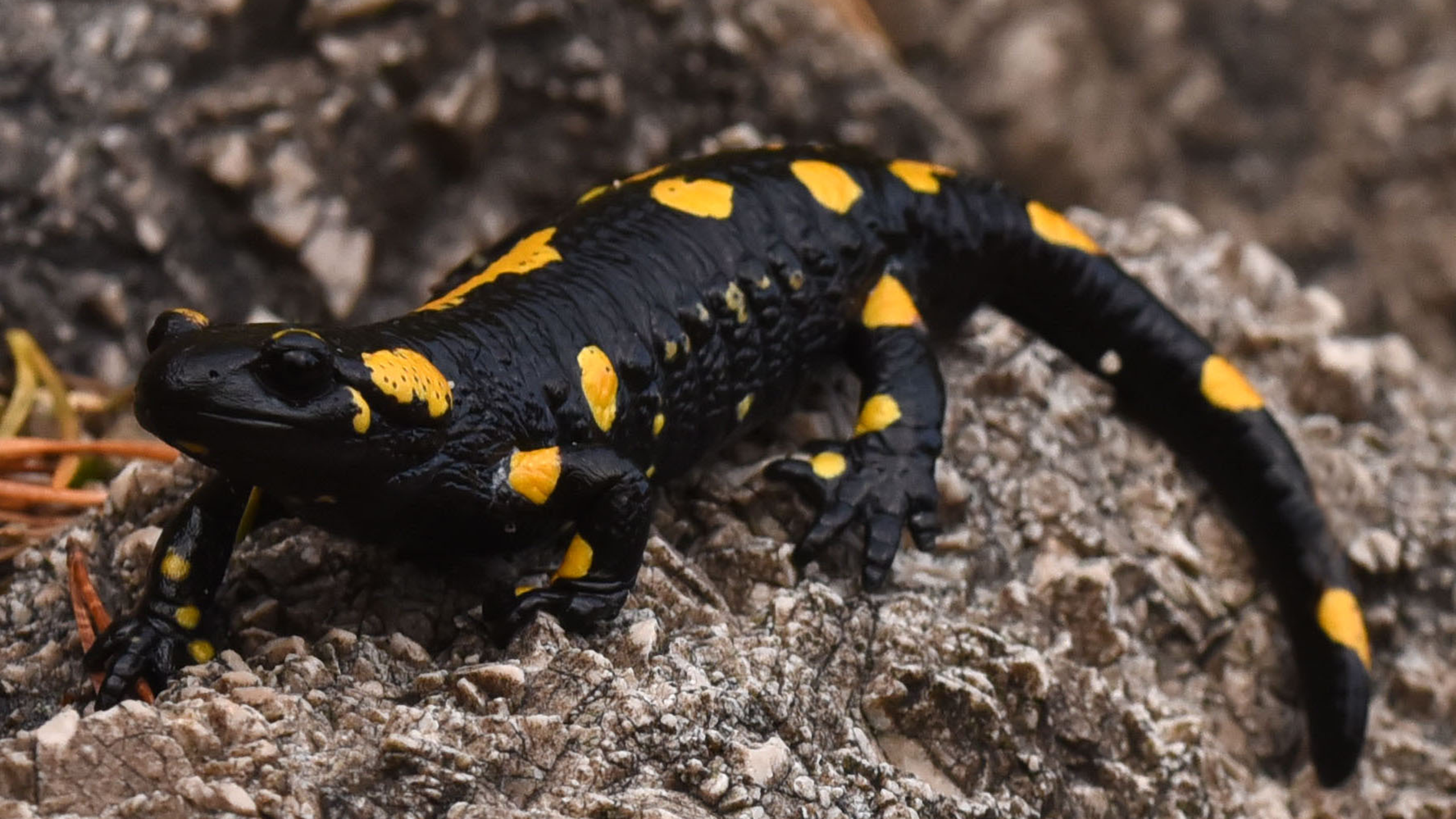 Salamandra salamandra salamandra aus Slowenien | Miguel Vences