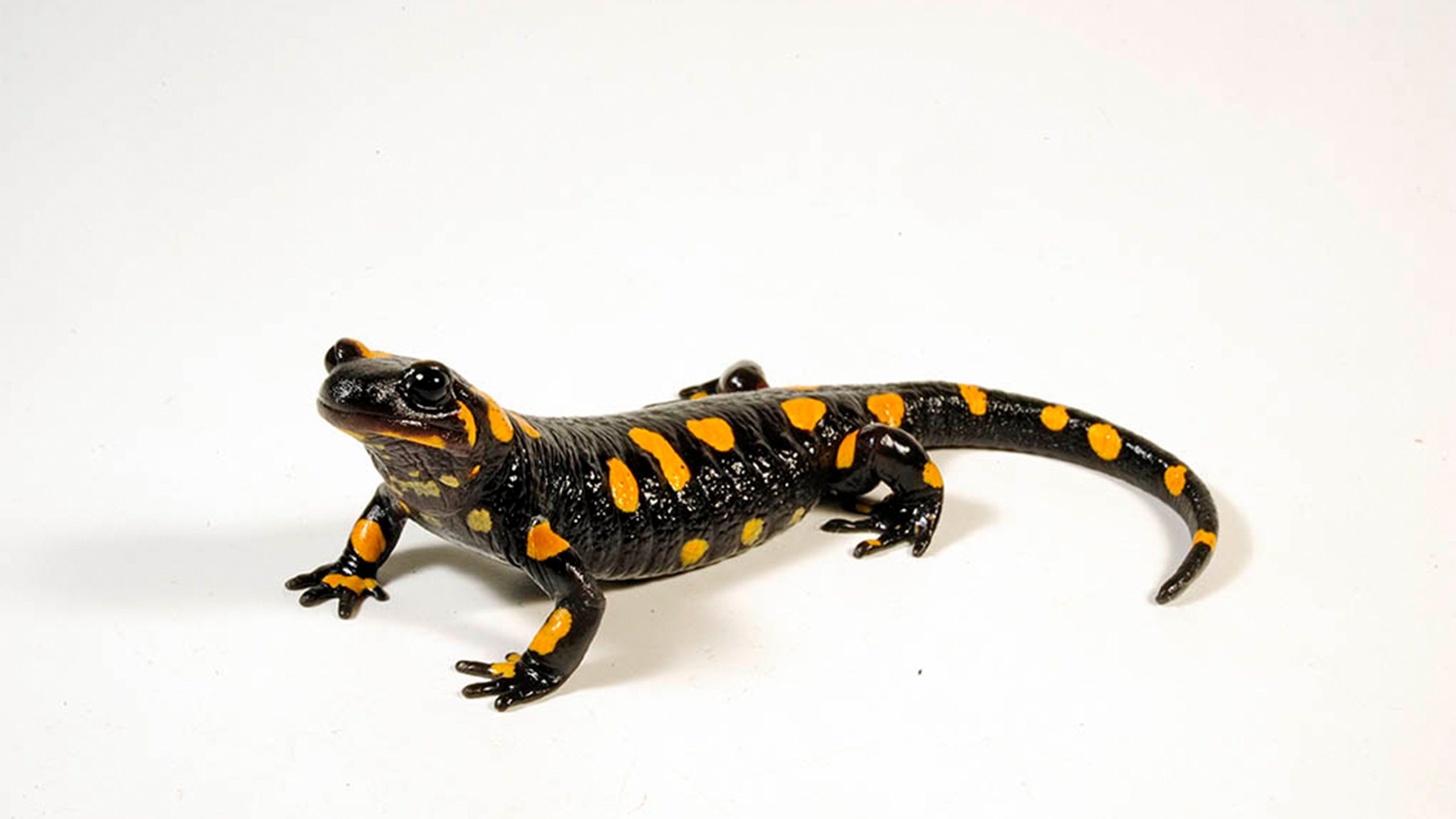 Salamandra salamandra salamandra aus der Nähe von Wien | Benny Trapp