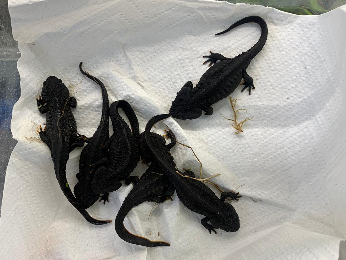 Thereafter, the focus can be placed entirely on the second species of the genus, Tylototriton ziegleri. | Tierpark Chemnitz