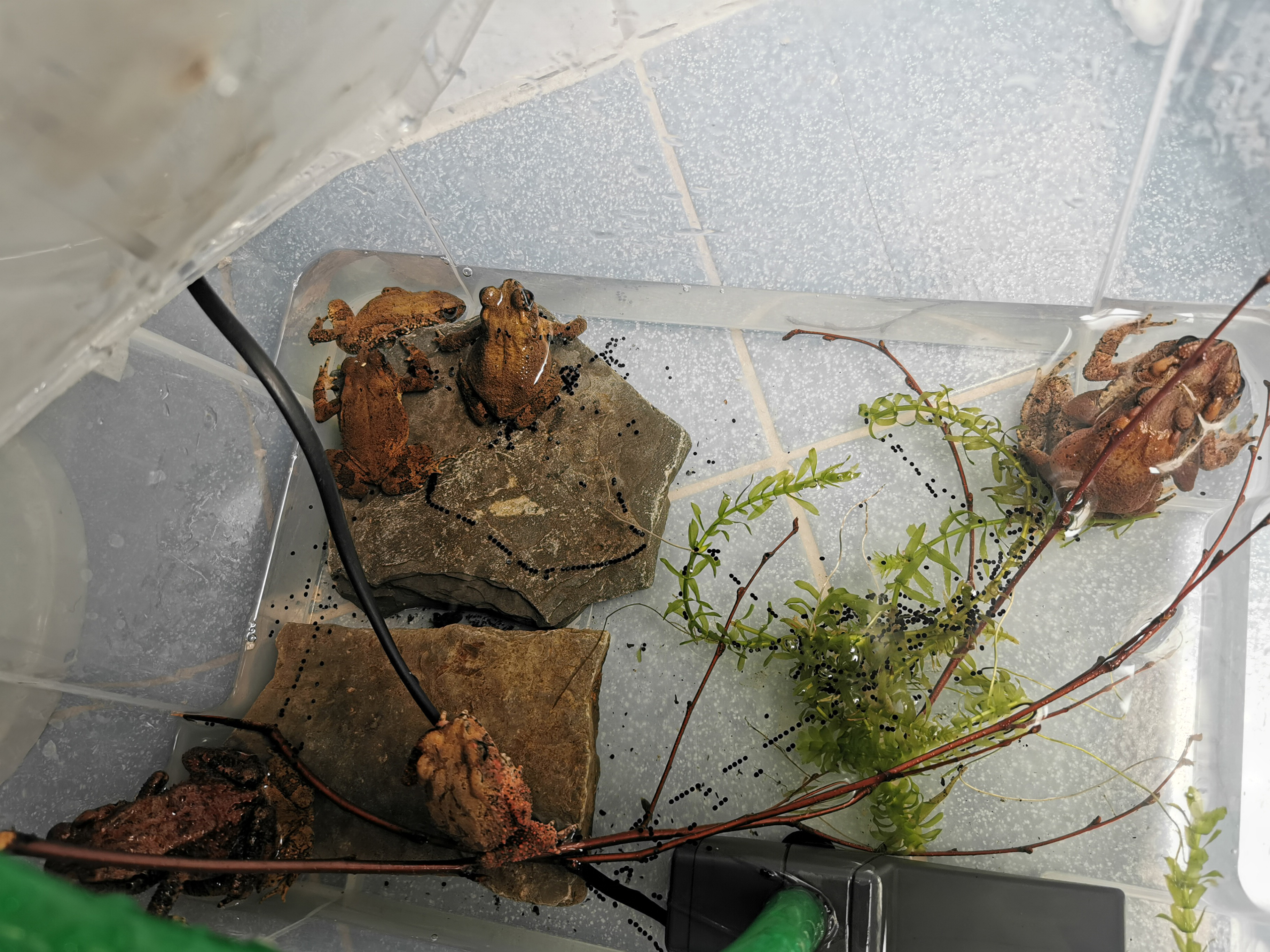 Fingers crossed for the offspring of the Bony-headed Toad. The reproduction of the animals is not as easy as initially thought. | Lisa Breitenbach