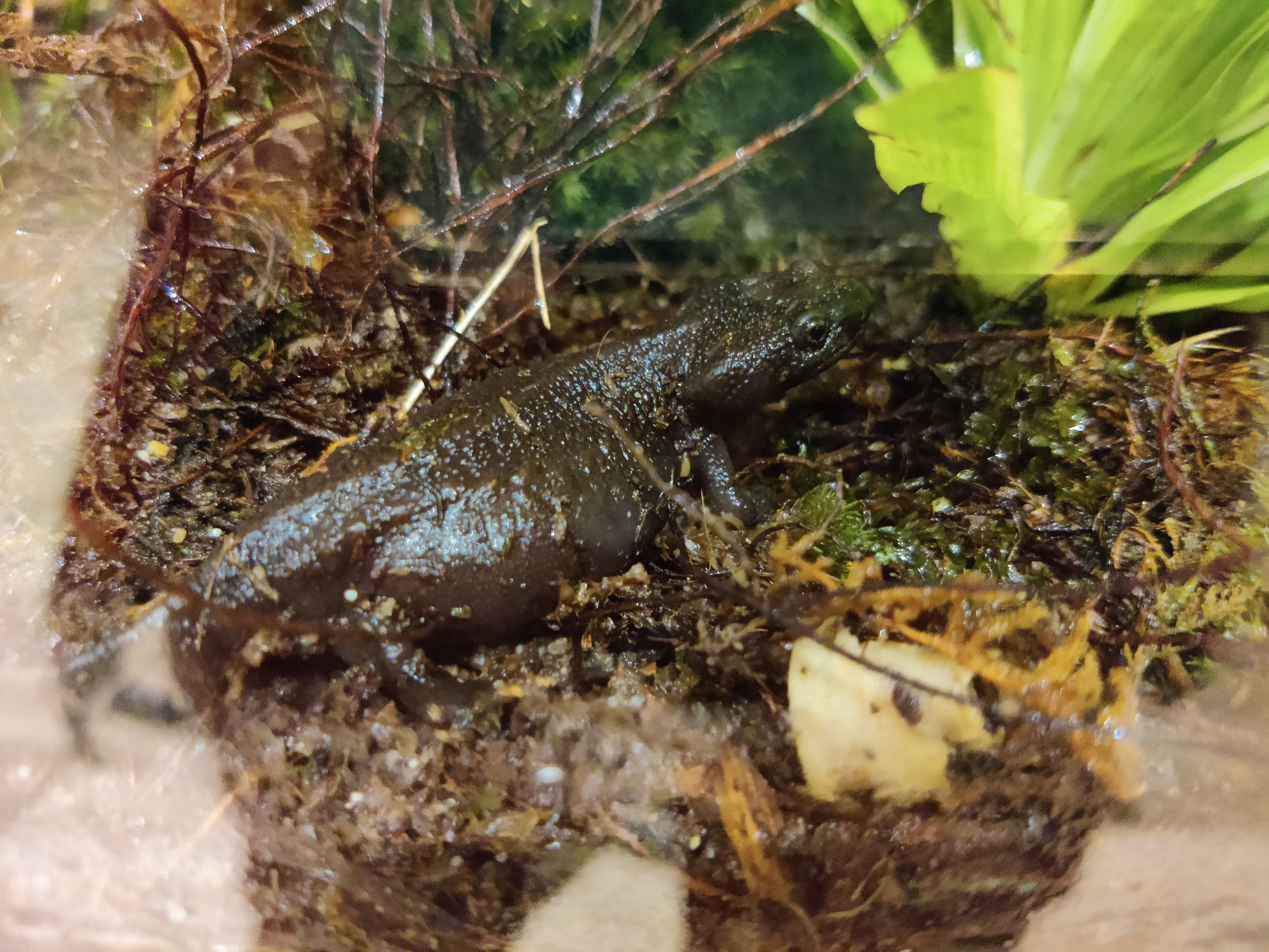 We have almost reached the target numbers for the Vietnamese crocodile newts. | Carina Thomassen
