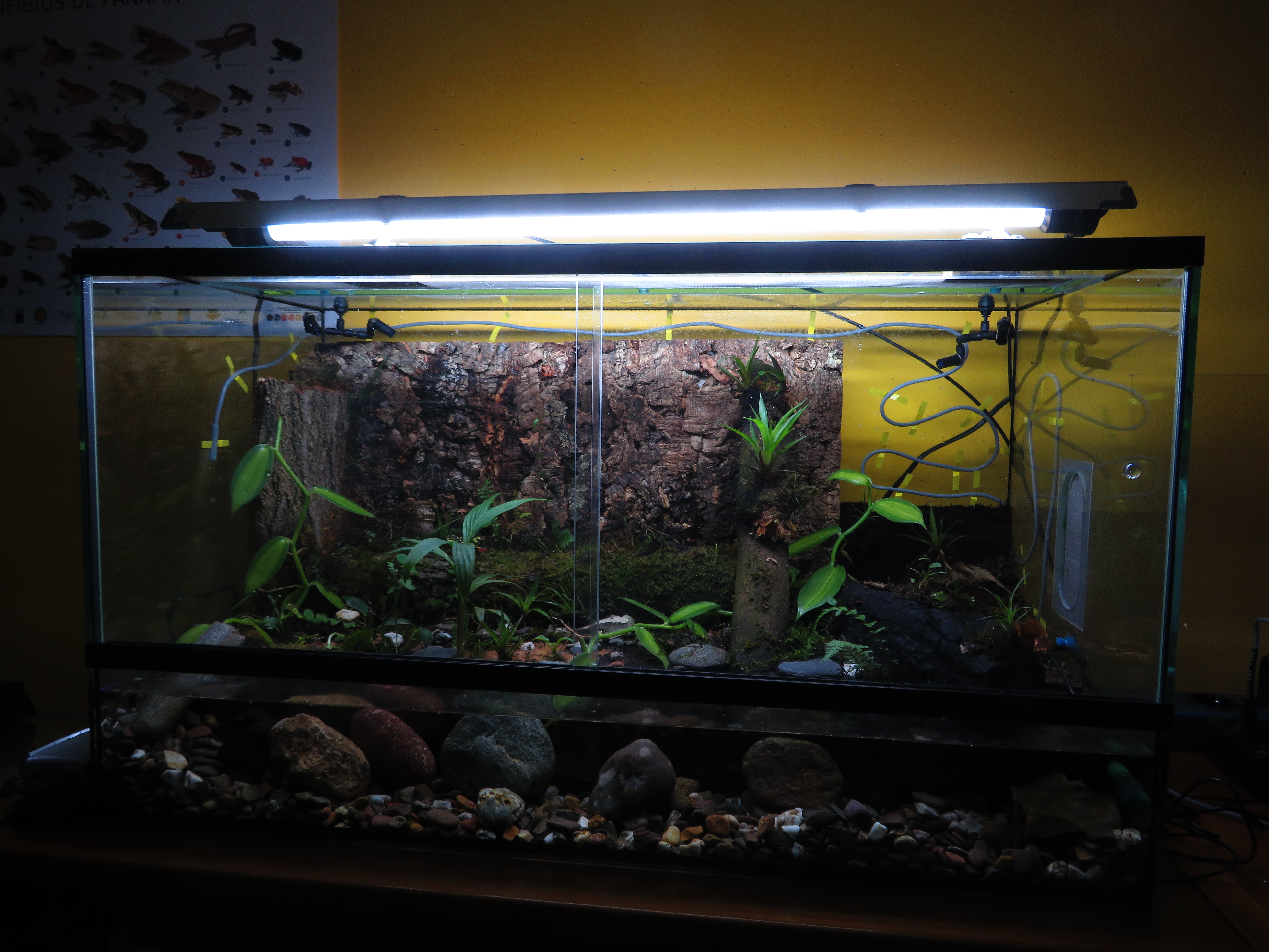 Atelopus balios Terrarium_(c) Amadeus Plewnia_IMG_9946