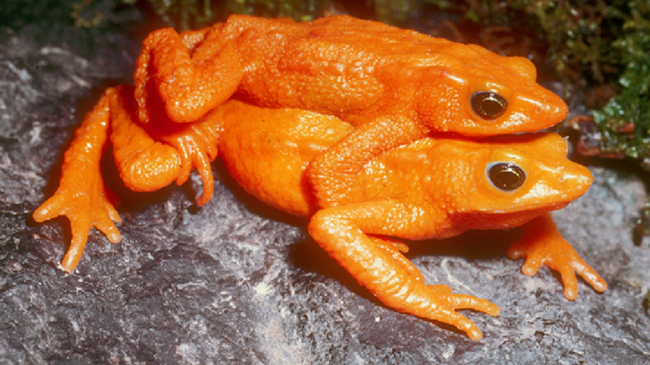 Stummelfußkröten sind bekannt dafür, außergewöhnlich lange Zeiten im Amplexus zu verbringen. Bei Atelopus sorianoi aus Venezuela wird man dieses Verhalten wohl nicht mehr beobachten können – die Art gilt als wahrscheinlich ausgestorben. | Enrique La Marca