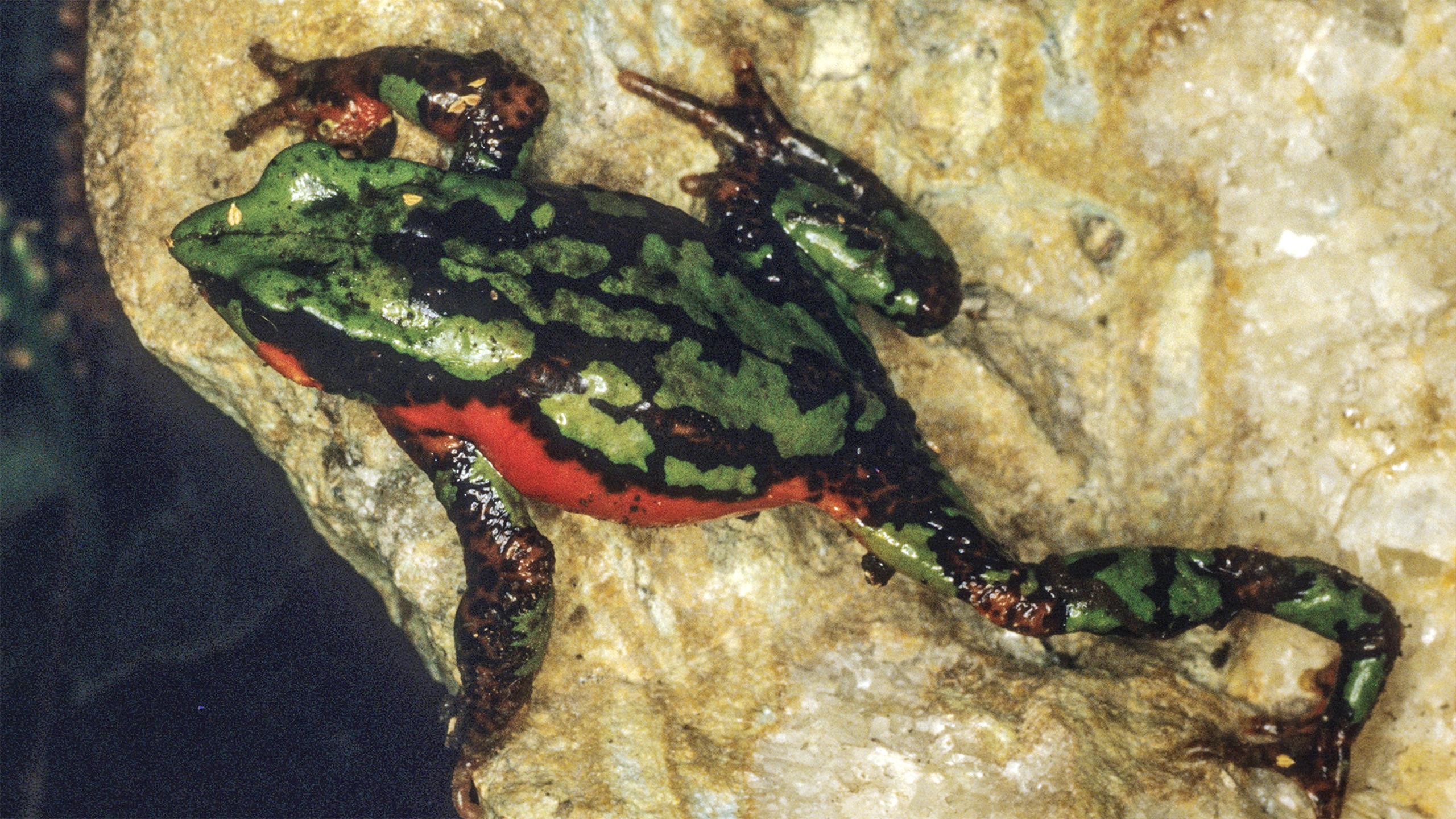 Atelopus arthuri ist seit 1988 verschwunden und wahrscheinlich ausgestorben. | Luis Coloma, Centro Jambatu