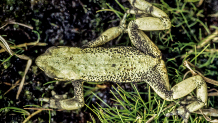 Seit 1992 spurlos verschwunden: Atelopus pastuso aus dem Hochland von Ecuador und Kolumbien | Luis Coloma, Centro Jambatu