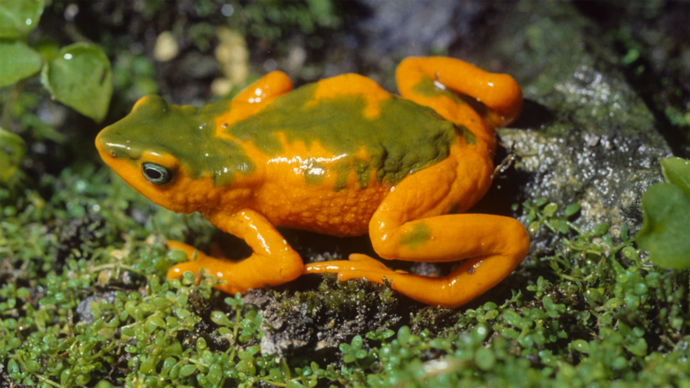 Seit 1990 nicht mehr gesehen: Atelopus onorei aus dem Hochland von Ecuador | Luis Coloma, Centro Jambatu