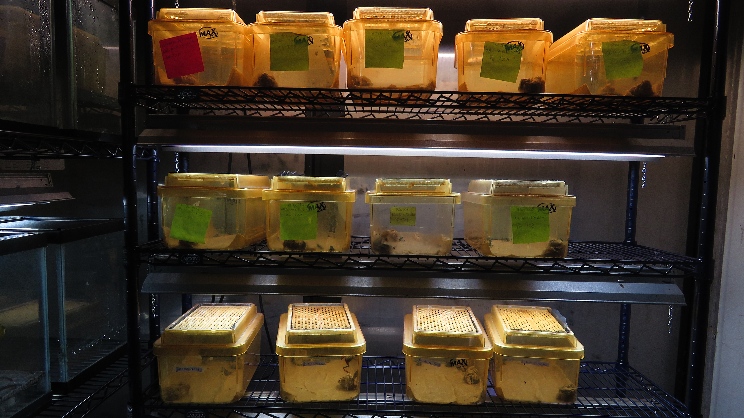 Hoffnung für ganze Arten: Zuchtbehälter für Stummelfußkröten im Centro Jambatu | Amadeus Plewnia