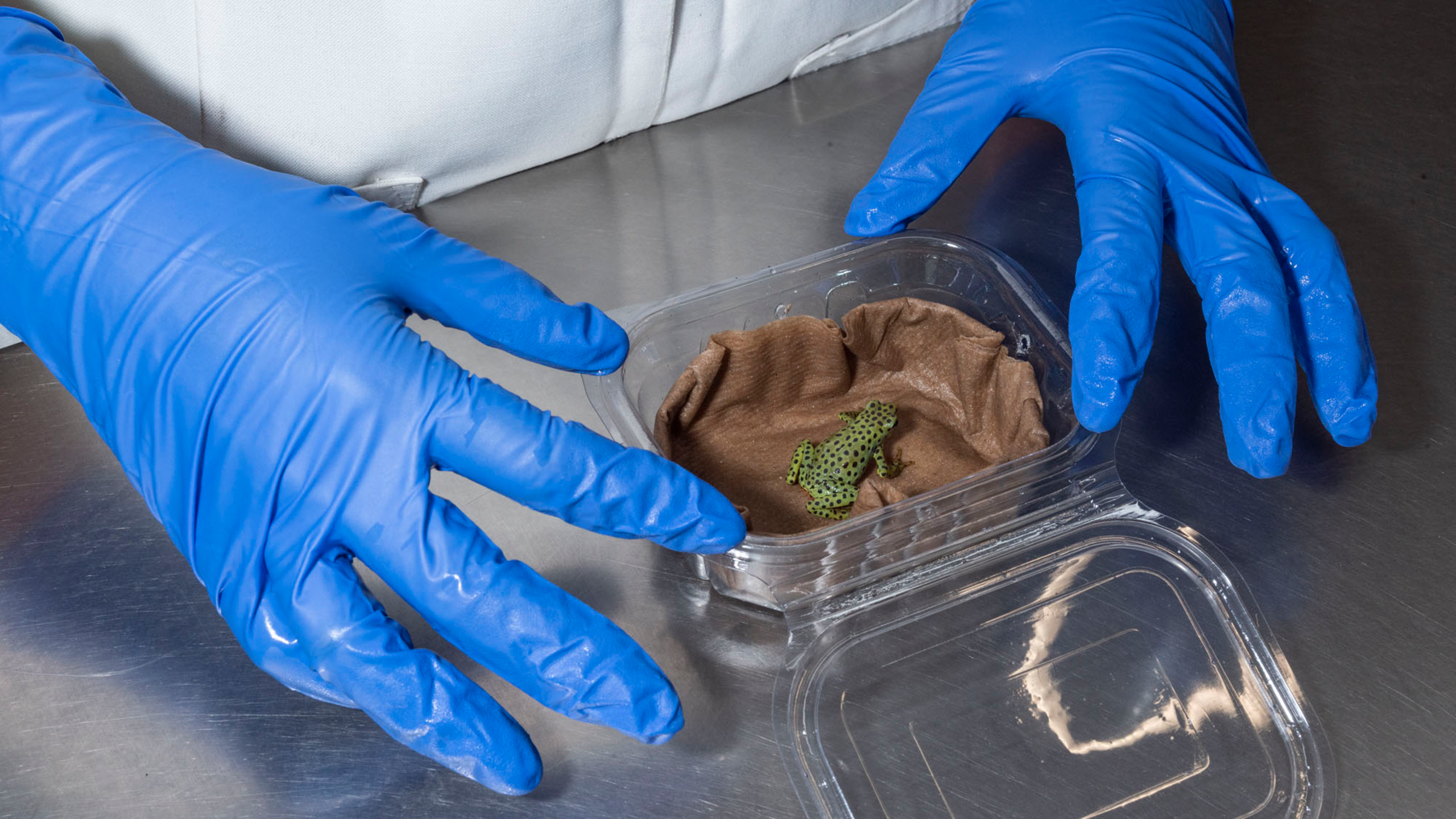 Jedes Krötchen kommt in einen eigenen Transportbehälter; das feuchte Papier sorgt für das richtige Reiseklima. | Wikiri