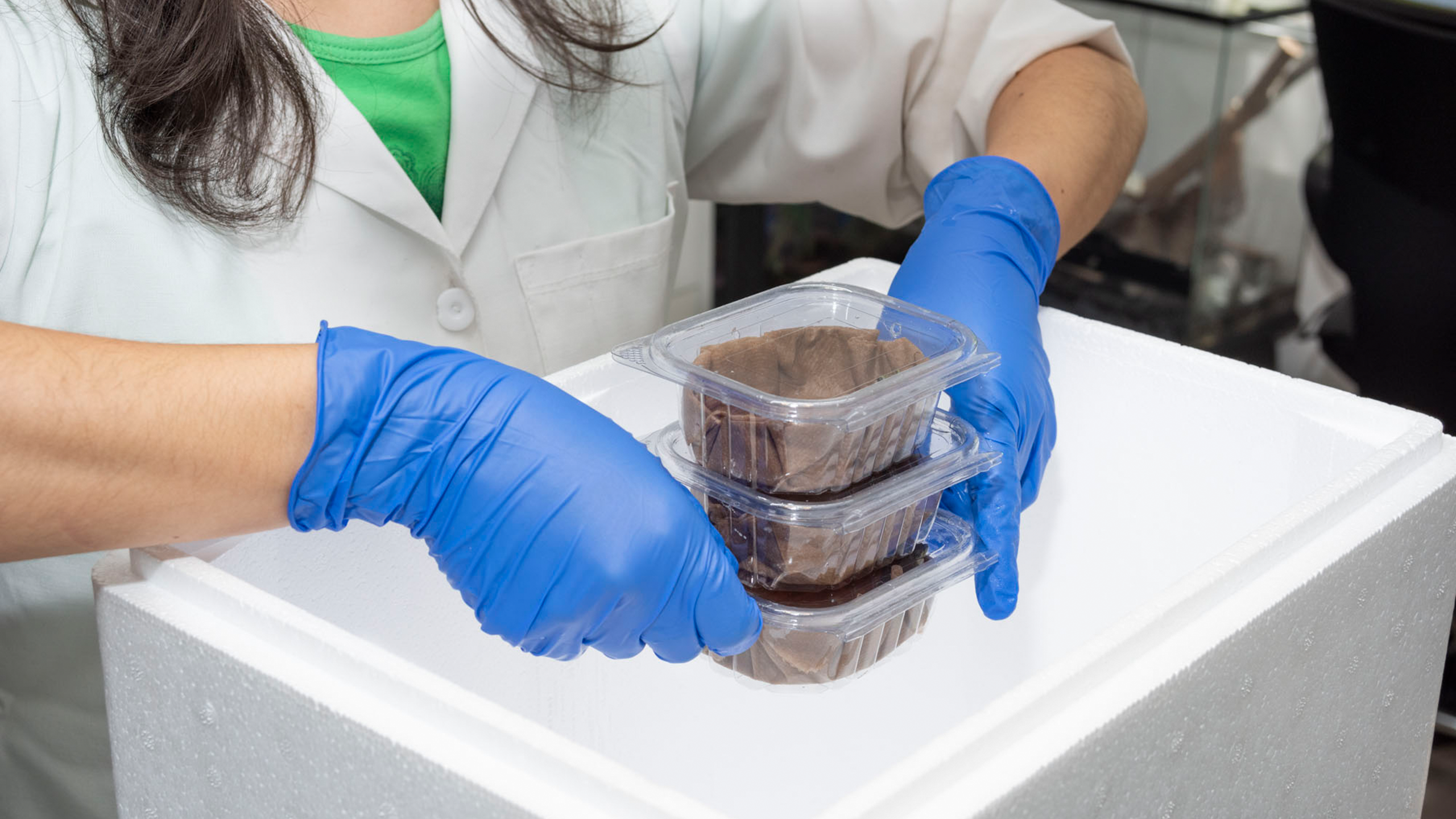 Ich packe meinen Koffer und nehme mit ... 30 Rio-Pescado-Stummelfußkröten. | Wikiri